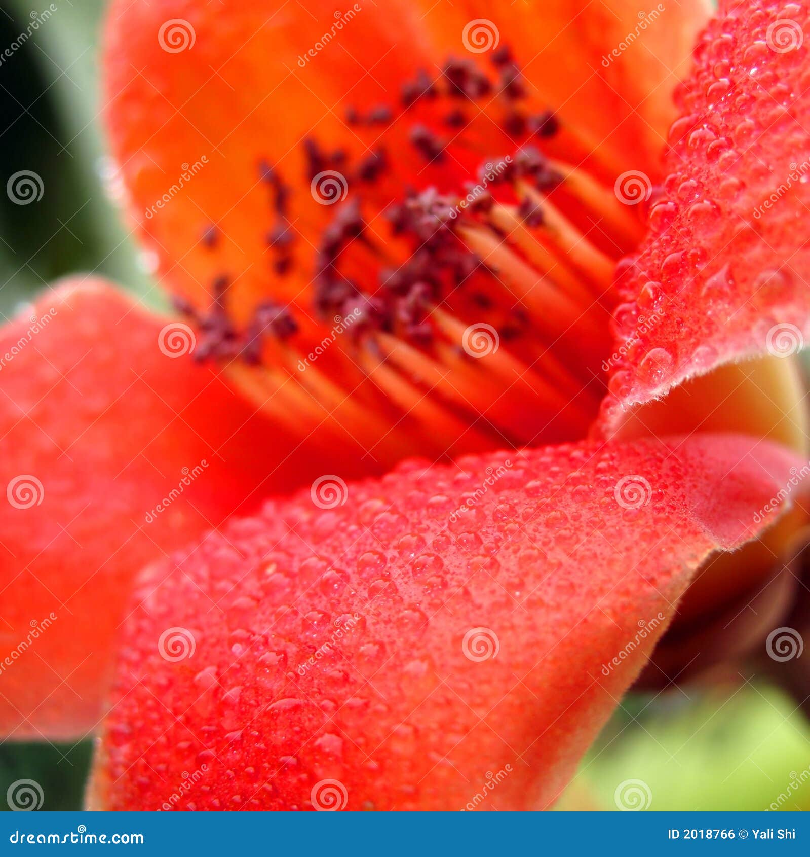 Red Silk Cotton Flower stock photo. Image of clean, anther 2018766