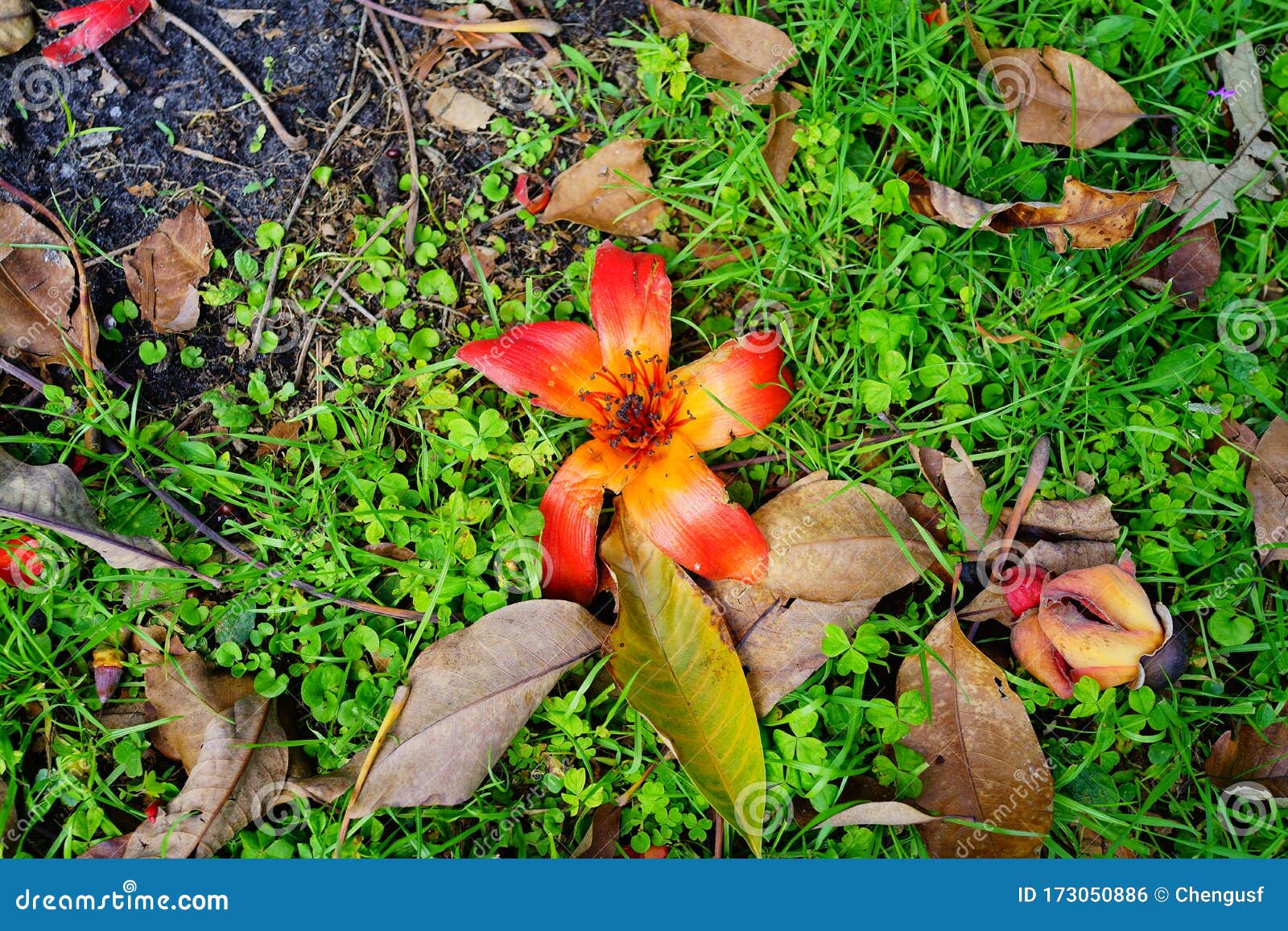 Red silk cotton flower stock photo. Image of landscape 173050886