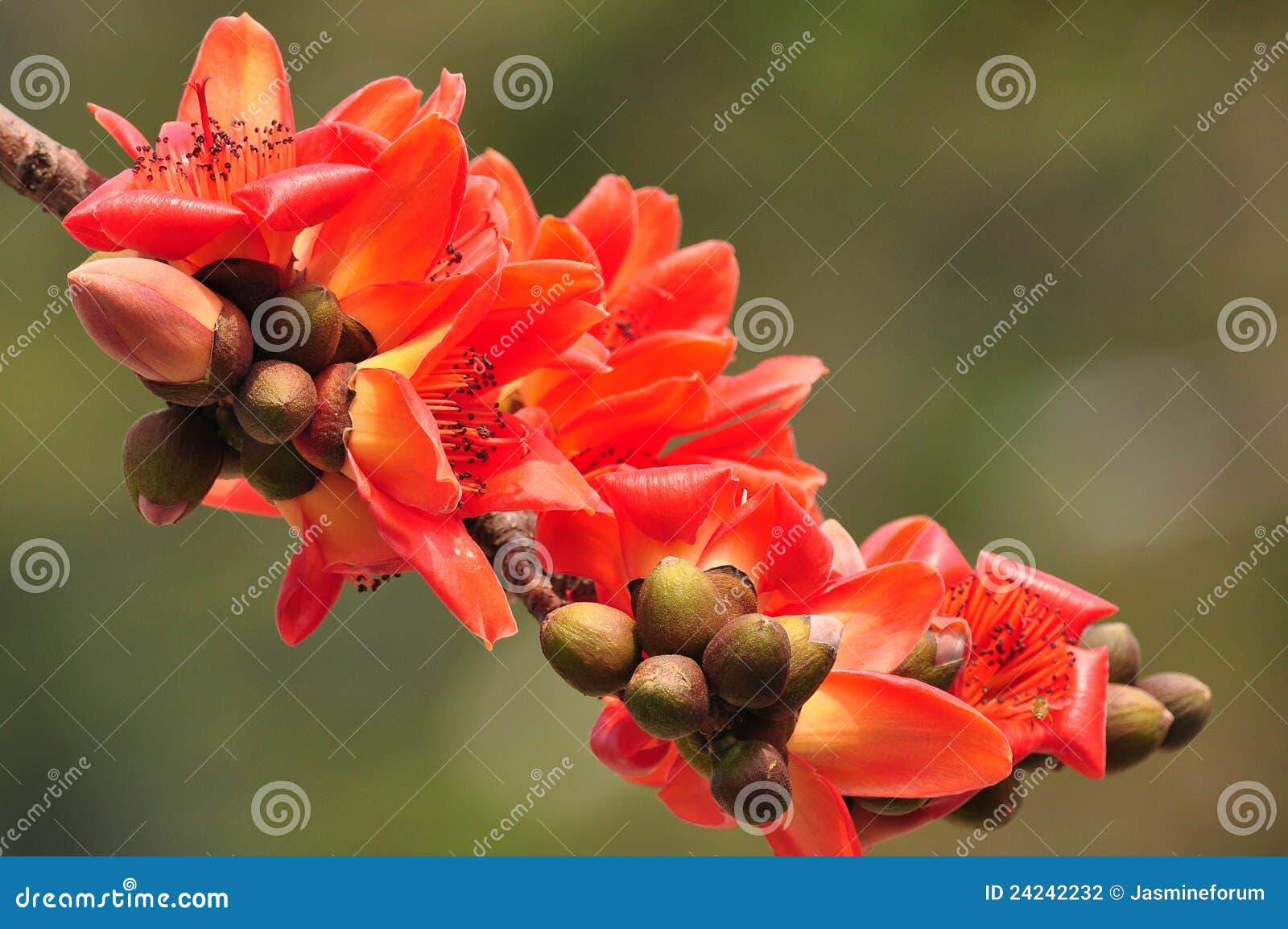 Red Silk Cotton Tree Flower Stock Photo Image of tree, flower 24242232
