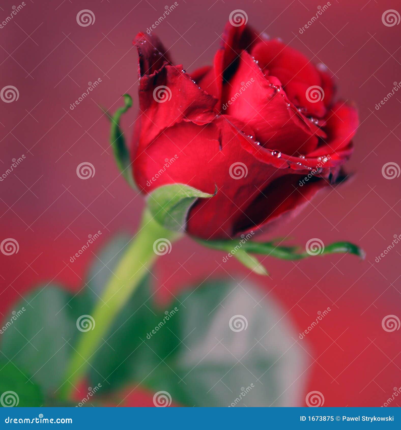 Red Single Rose Stock Image Image Of Beauty Valentine 1673875