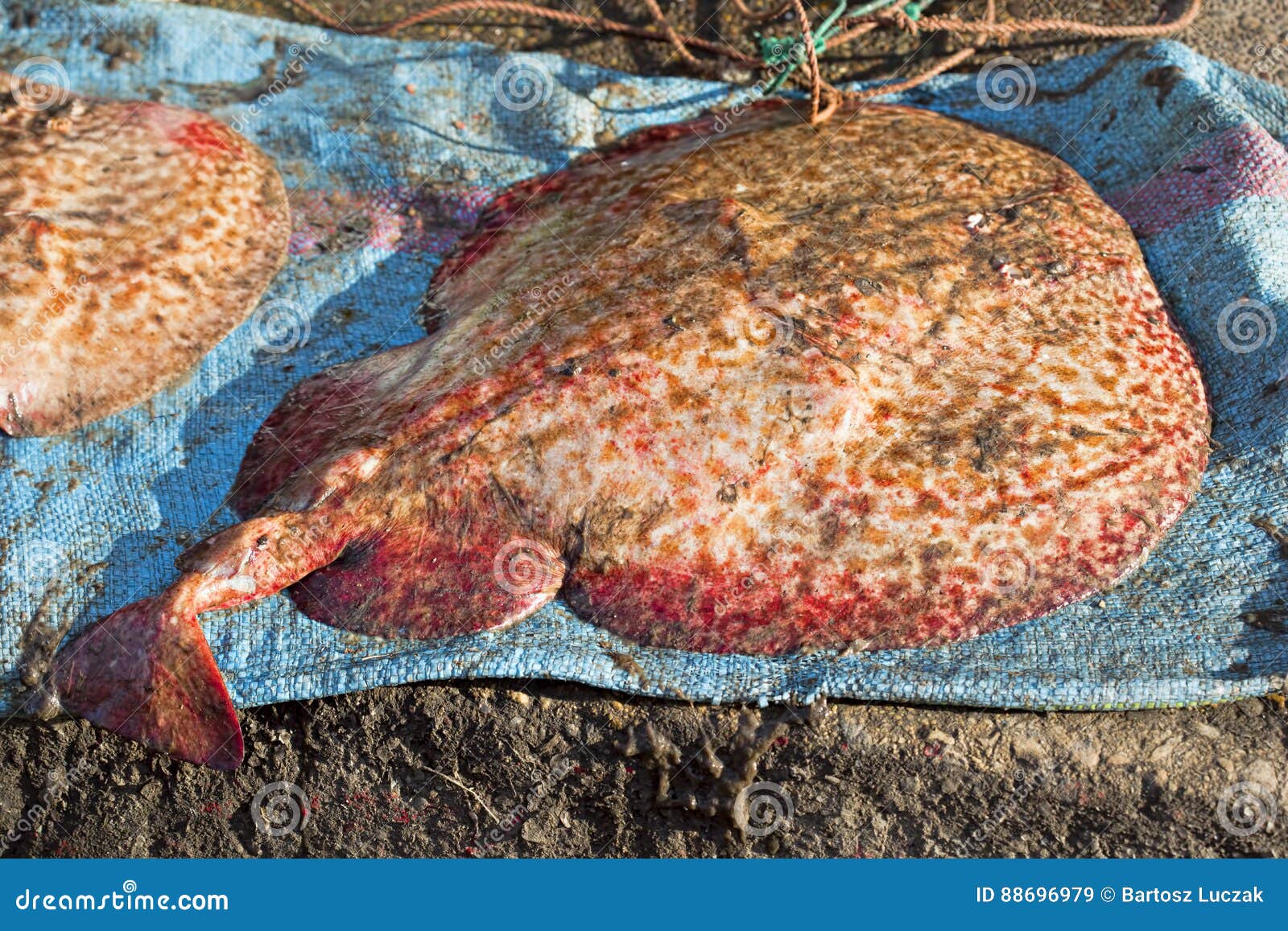 Red skate fish stock image. Image of mouth, blue, market 88696979