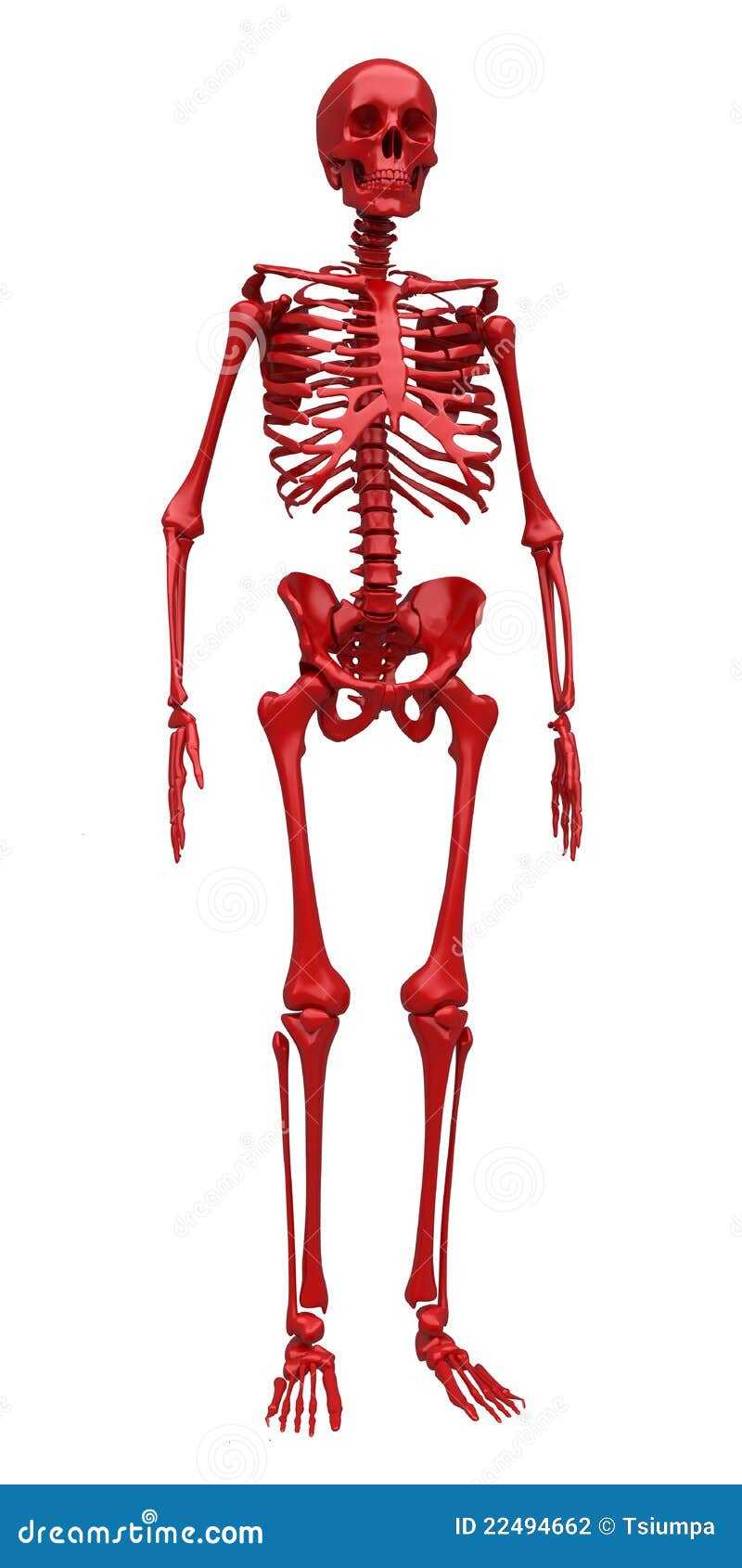 Red skeleton stock illustration. Illustration of biological - 22494662