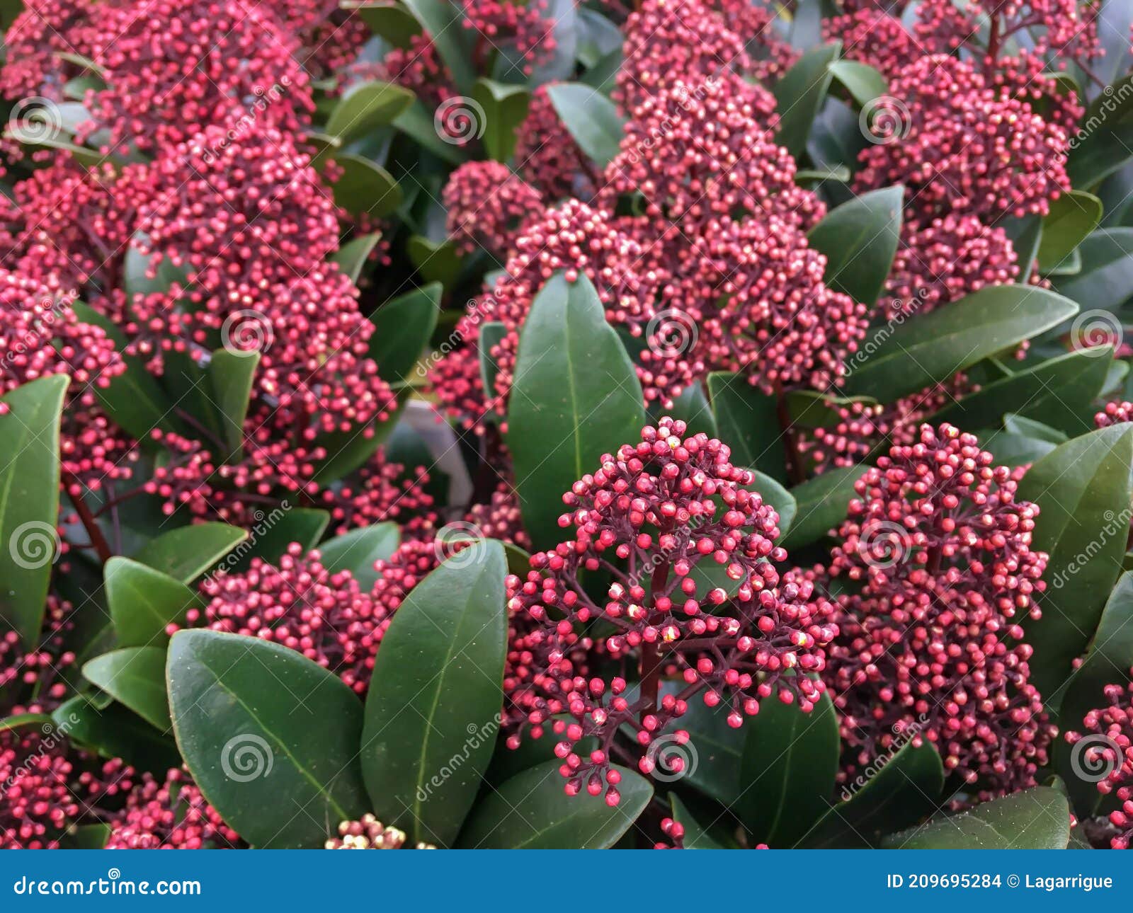 Red Skimmia Japonica Rubella Plant Stock - of frame, 209695284