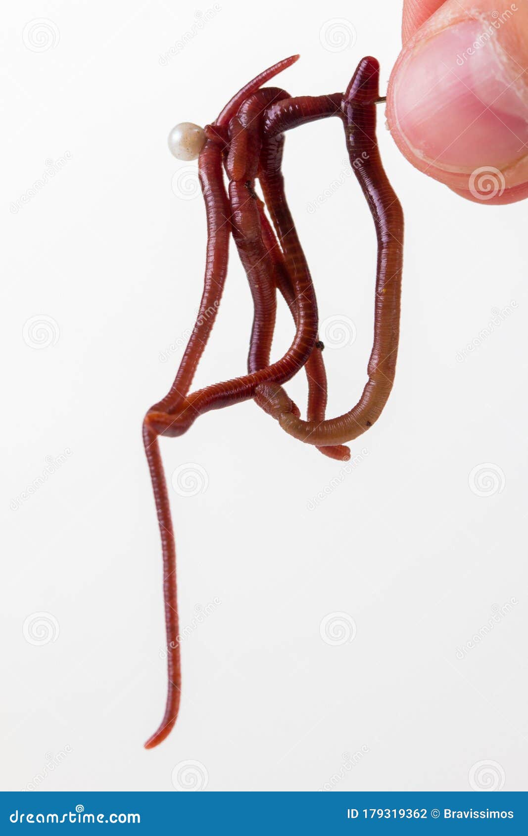 Red Slimy Earthworm White Isolated, Brown Stock Photo Image of