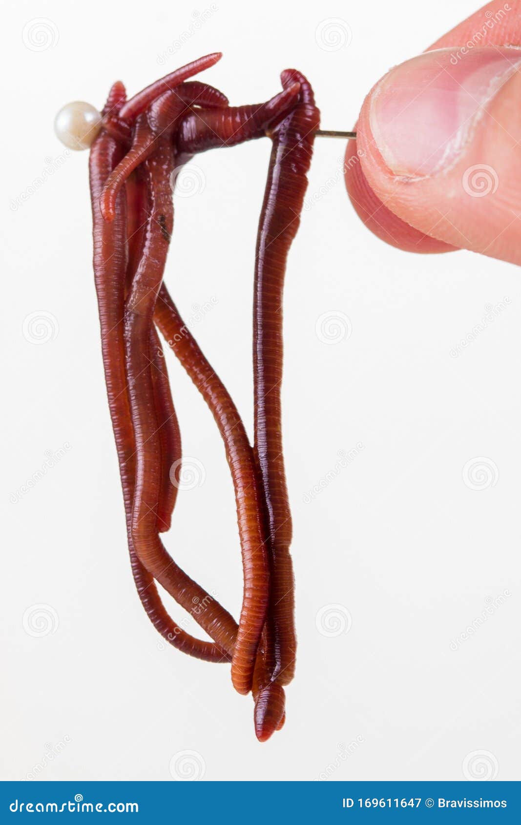 Red Slimy Earthworm White Isolated, Segments Stock Image - Image