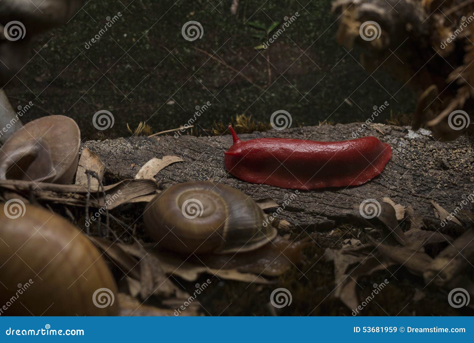 Red Slug stock image. Image of picture, found, slug, plastic 53681959
