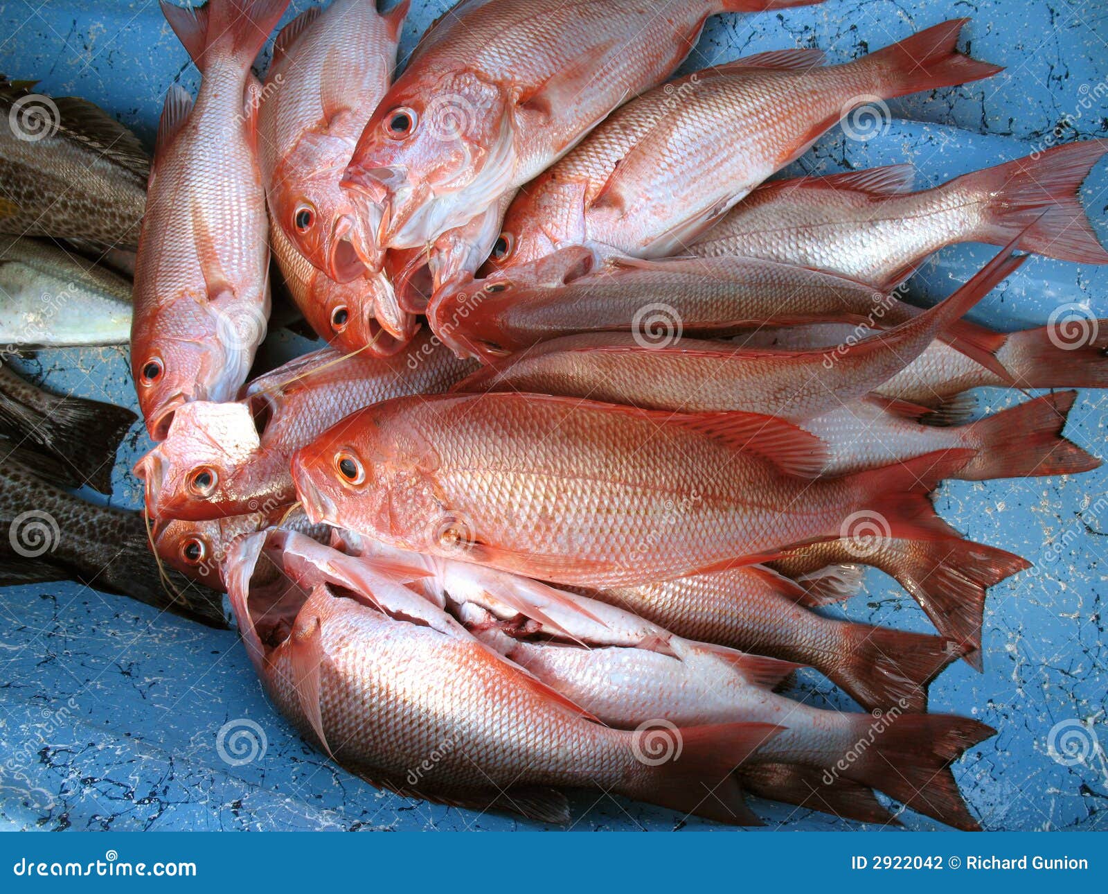 296 Caught Snapper Stock Photos - Free & Royalty-Free Stock Photos from  Dreamstime