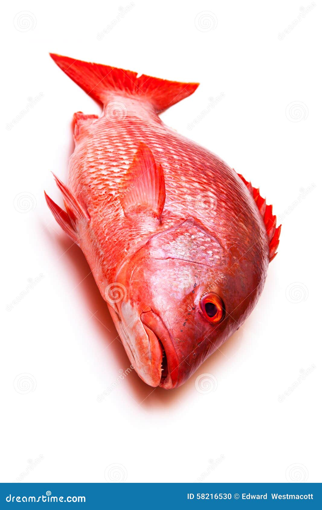 Red Snapper (Lutjanus campechanus)