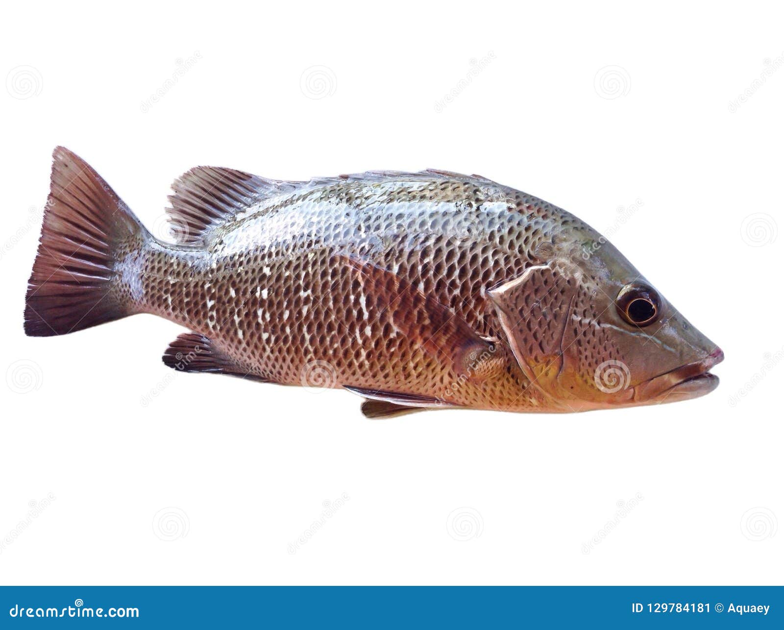 Red snapper stock image. Image of fish, catch, carangidae 129784181
