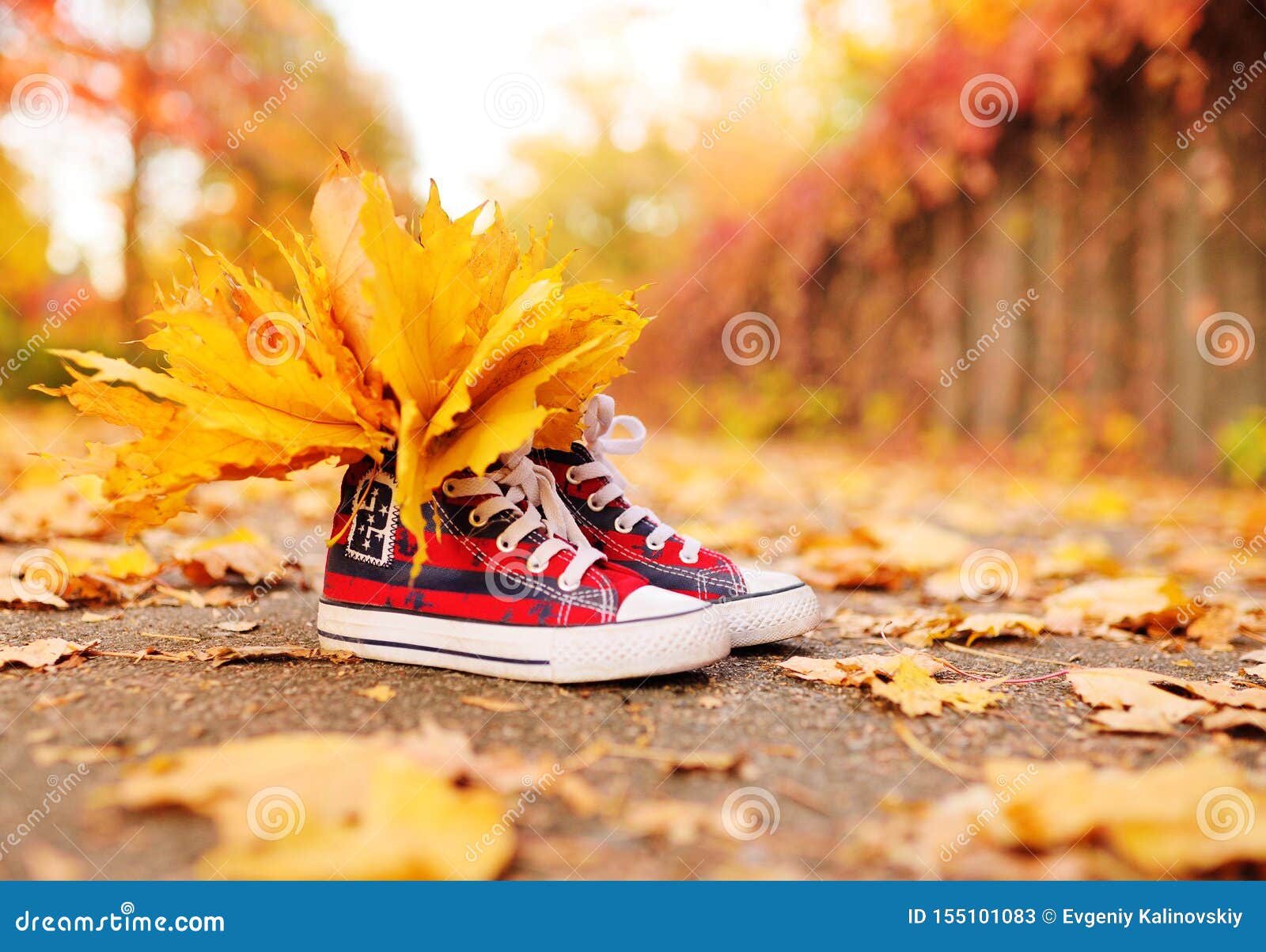red sneakers with yellow maple leaves inserted in them close-up on the background of the autumn park.