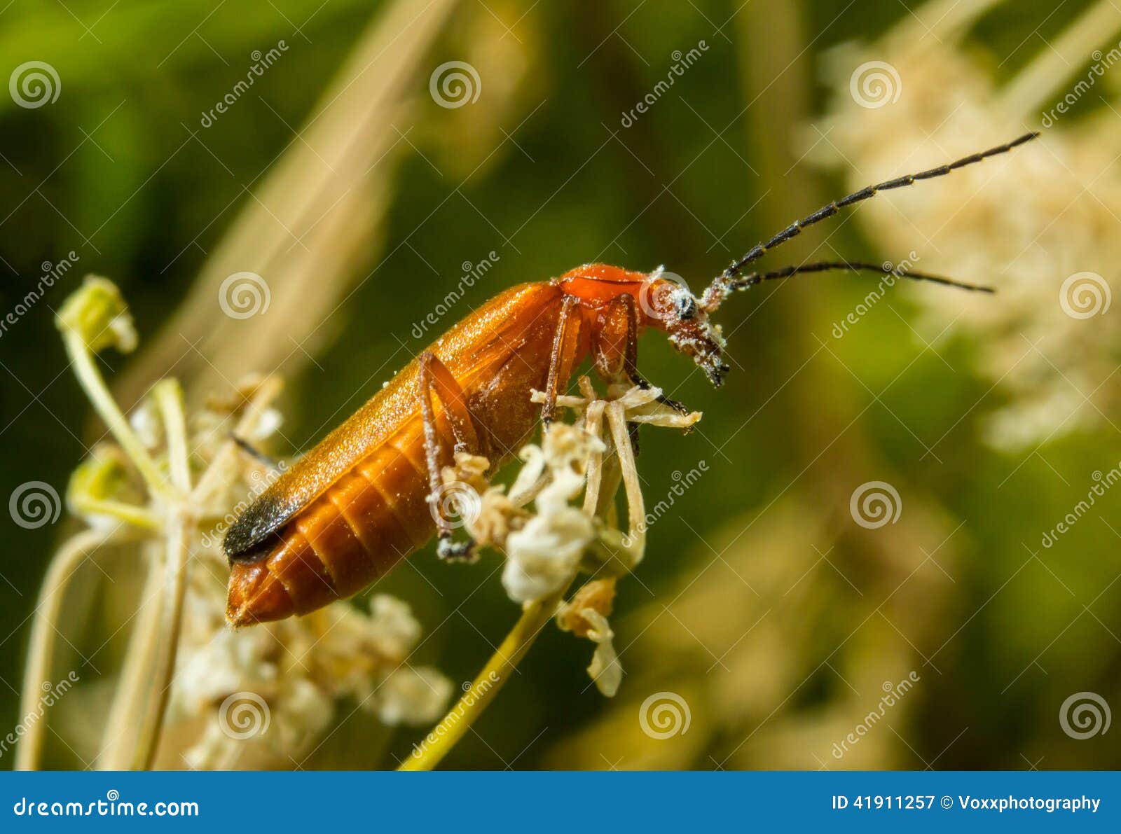 Red Soldier Beetle stock image. Image of black, arthropod 41911257