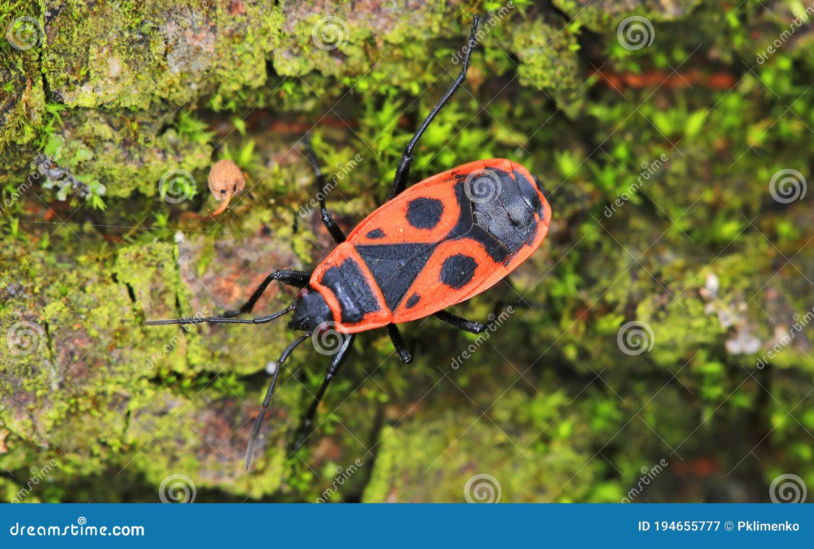 Red Bug Black Stock Photos Free & Royalty-Free Stock Photos from Dreamstime