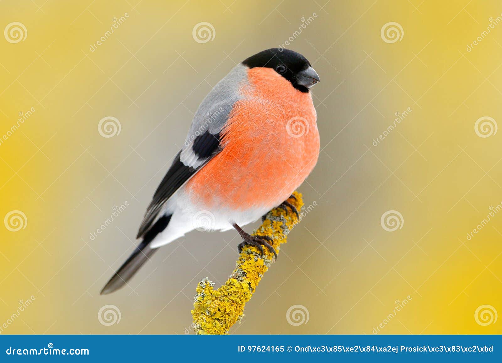 red songbird bullfinch sitting on yellow lichen branch, sumava, czech republic. wildlife scene from nature. bullfinch in forest, y