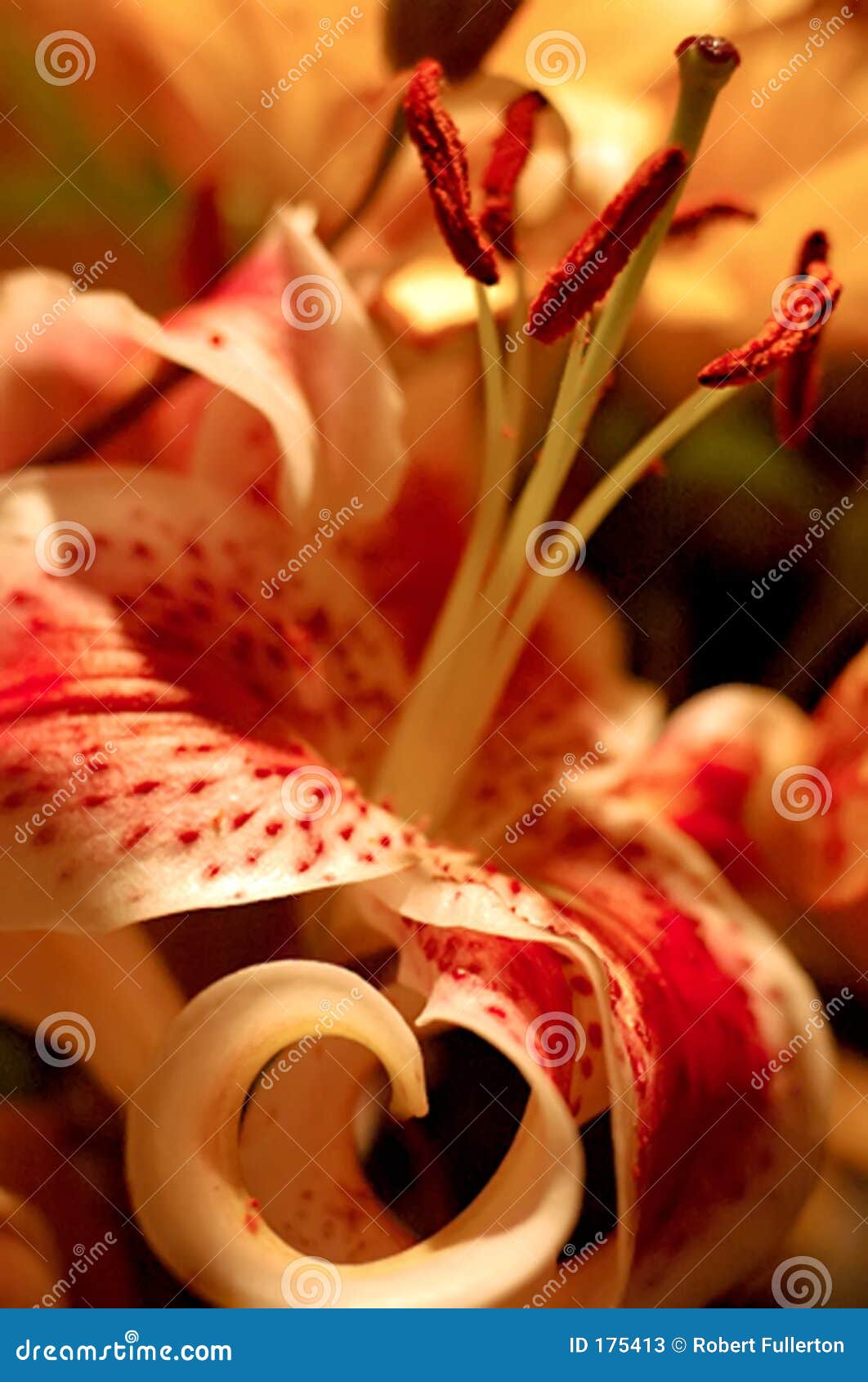 112 Marco Lily Stock Photos Free & RoyaltyFree Stock Photos from