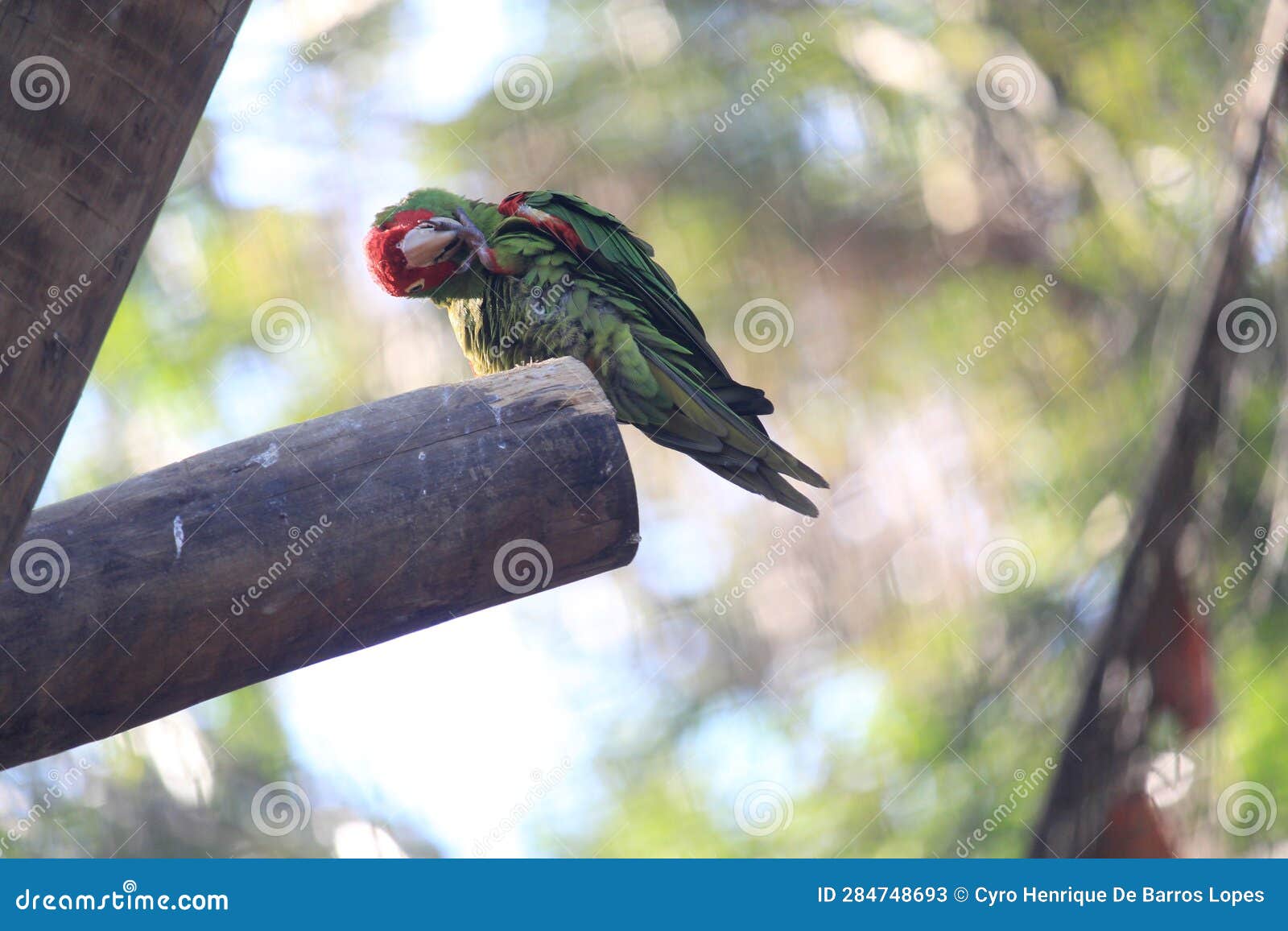 red-spectacled amazon standing in a wood structure