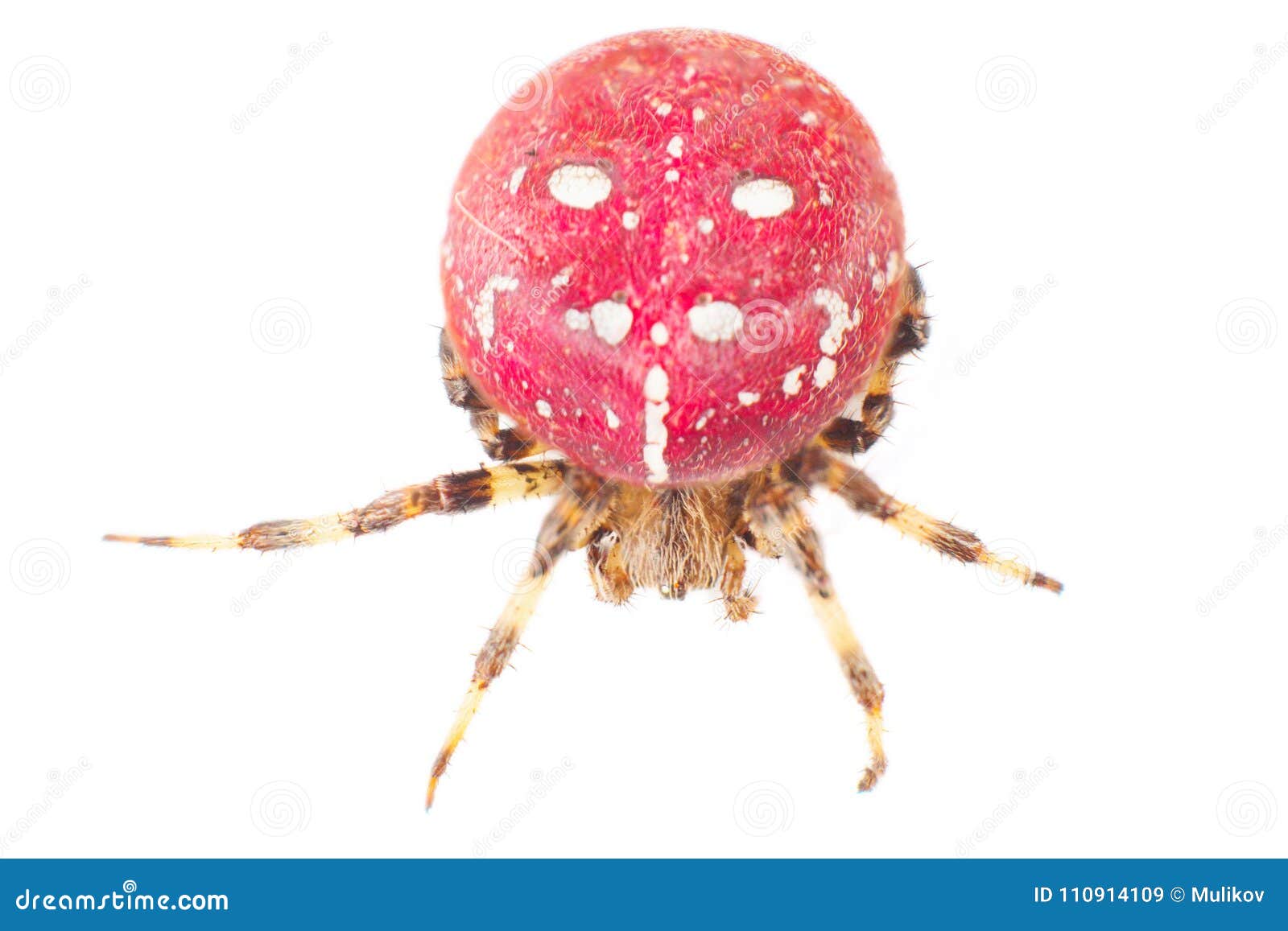 red translucent spider red translucent spider
