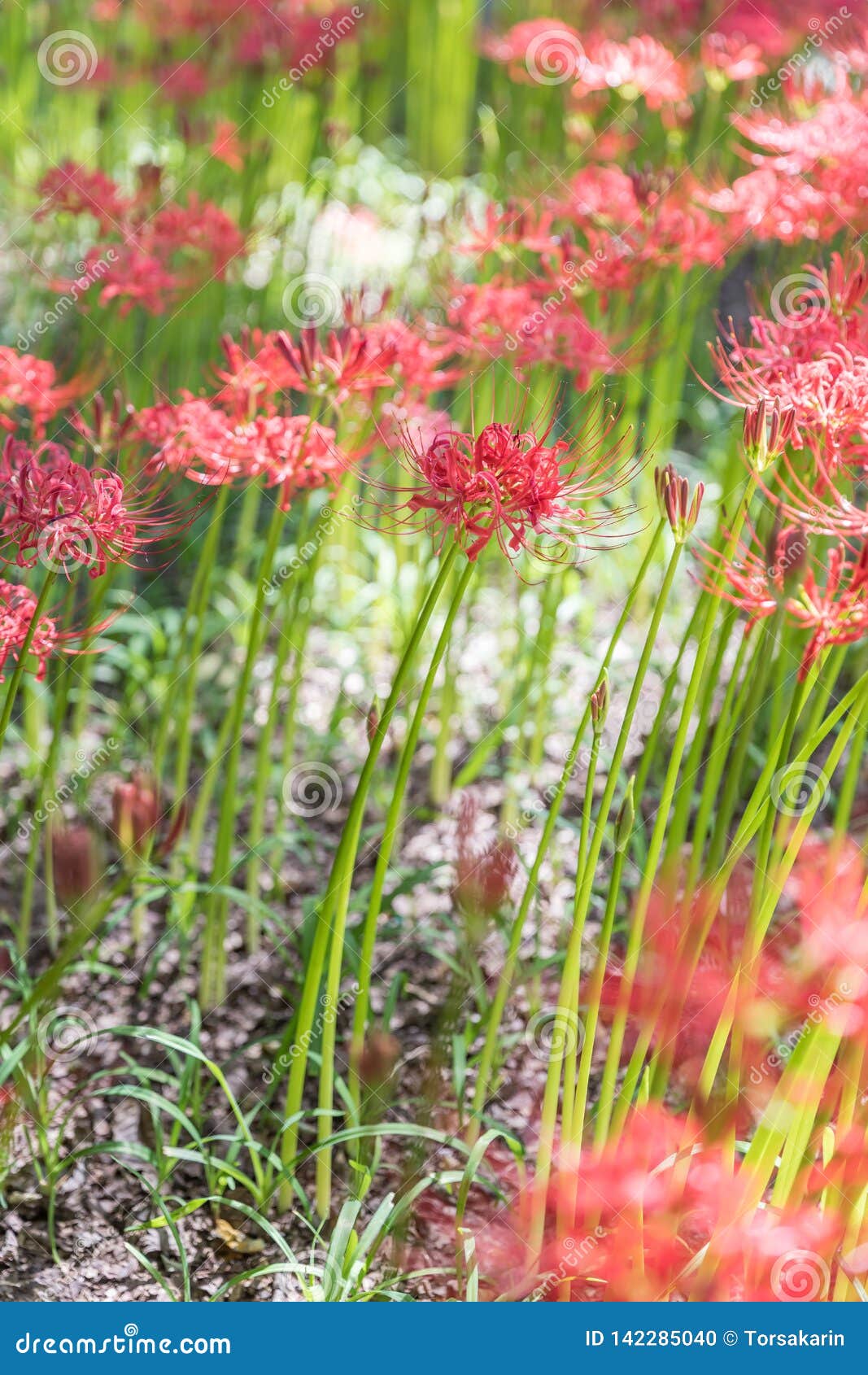 530 Red Spider Lily Photos Free Royalty Free Stock Photos From Dreamstime