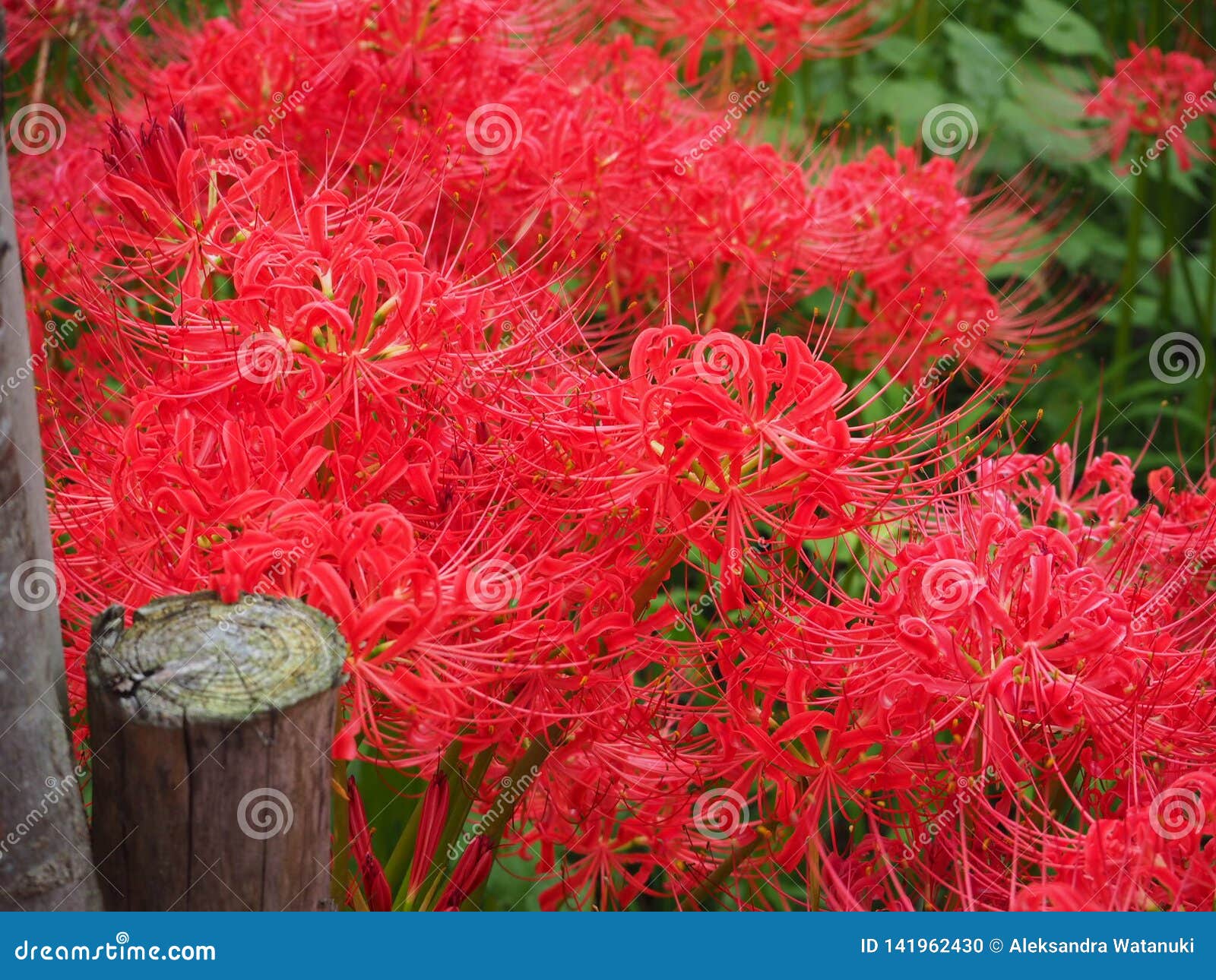 Red Spider Lily In Japan Stock Photo Image Of Amaryllis Red Spider Lily In Japan Stock Photo Image Of Amaryllis