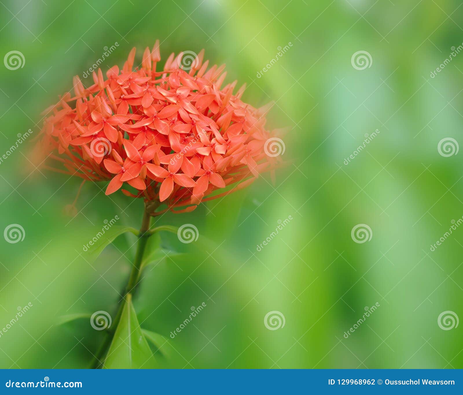 Red Spike Flower in Close Up Stock Photo Image of flower, beautiful
