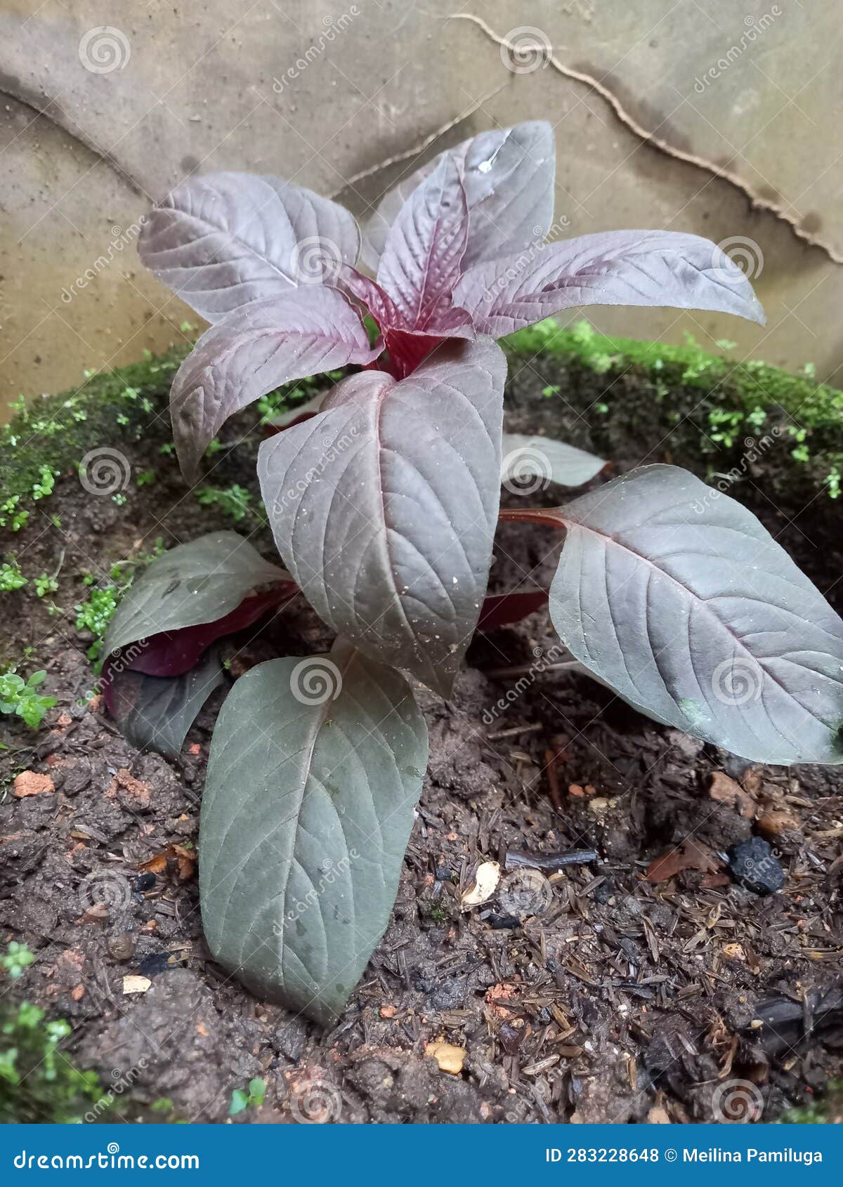 Red Spinach, a Vegetable that Has Many Health Benefits Stock Photo
