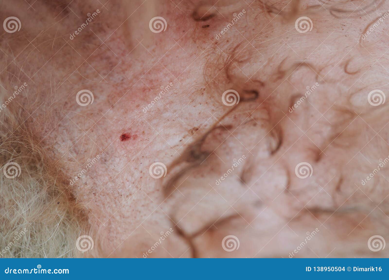 Red spot on dog skin stock photo. Image of background 138950504