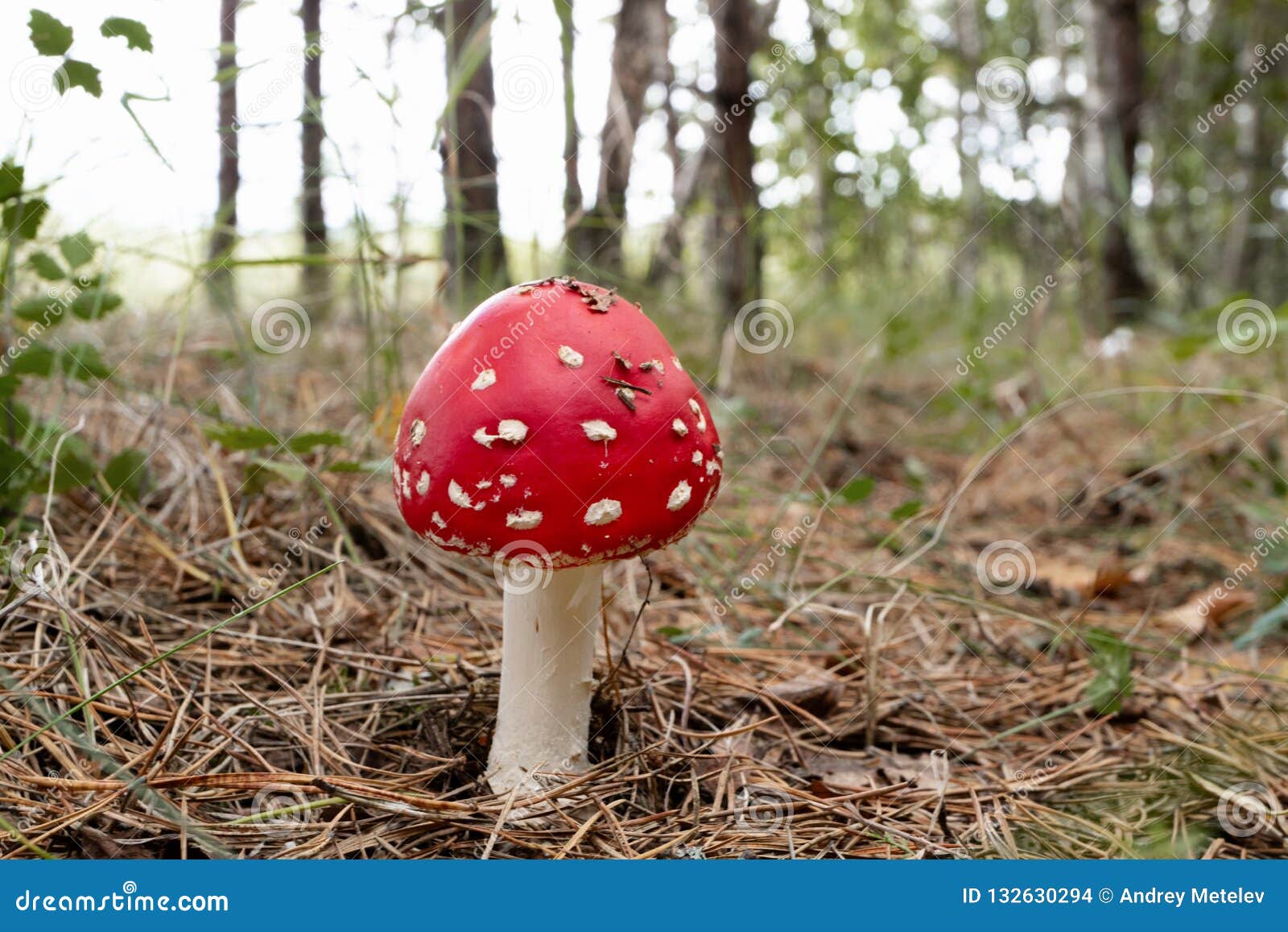 Poisonous Mushrooms Under Pine Trees Stock Photos Free & RoyaltyFree