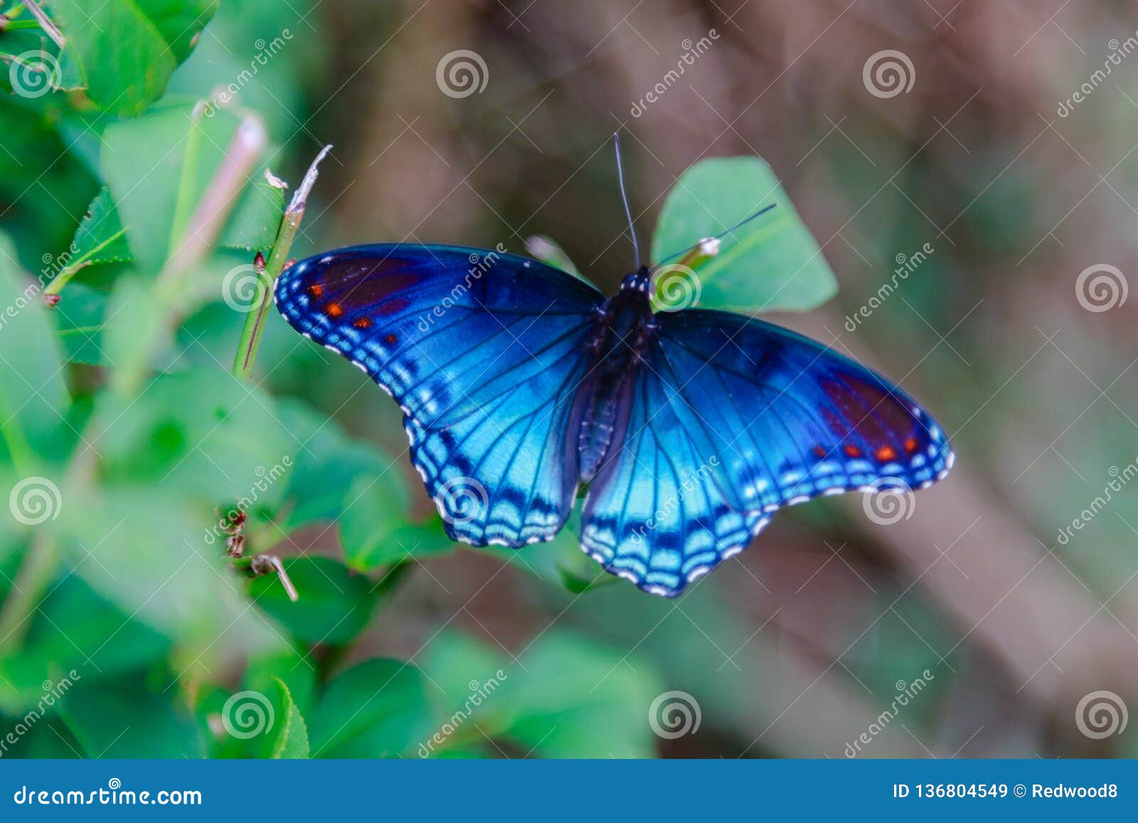 red spotted purple admiral butterfly