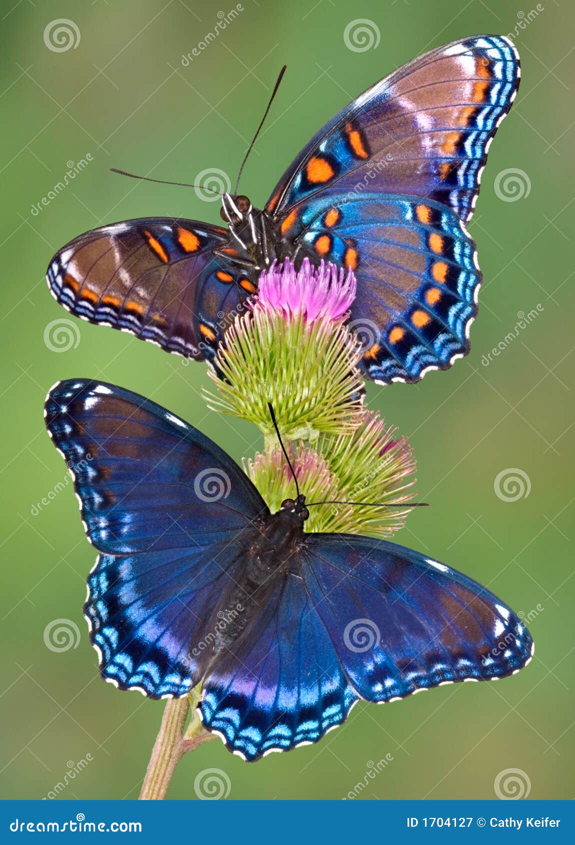 red spotted purple butterfly