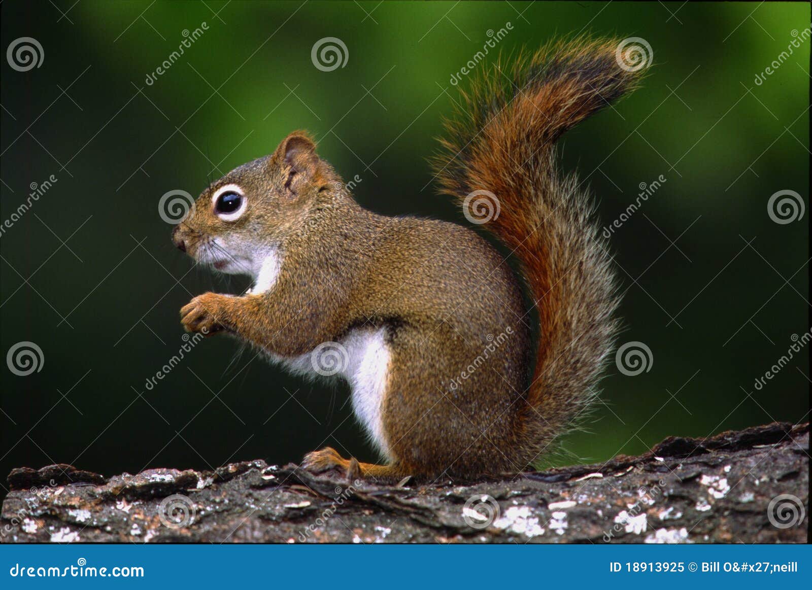 red squirrel - tamiasciurus hudsonicus