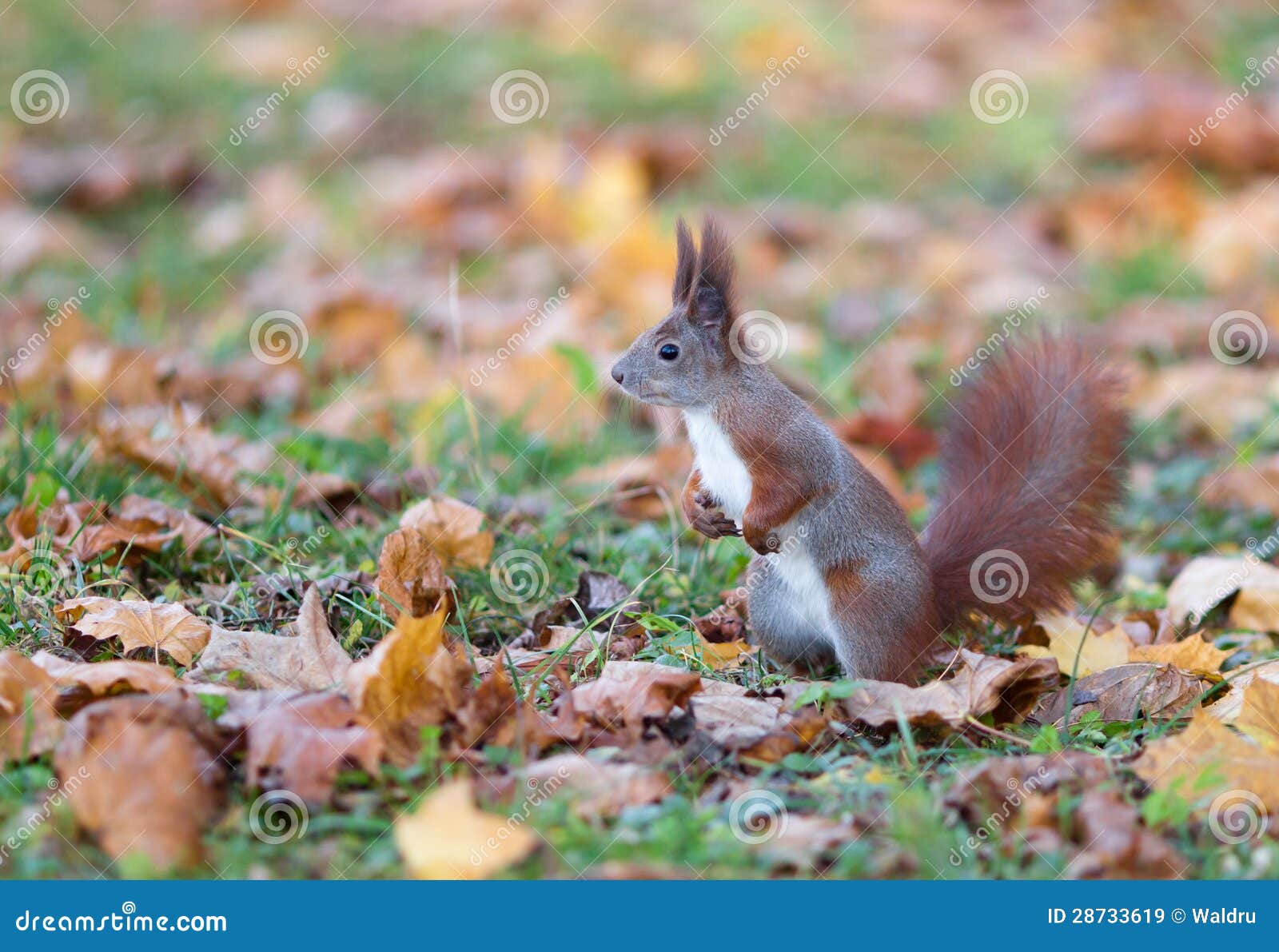 red squirrel