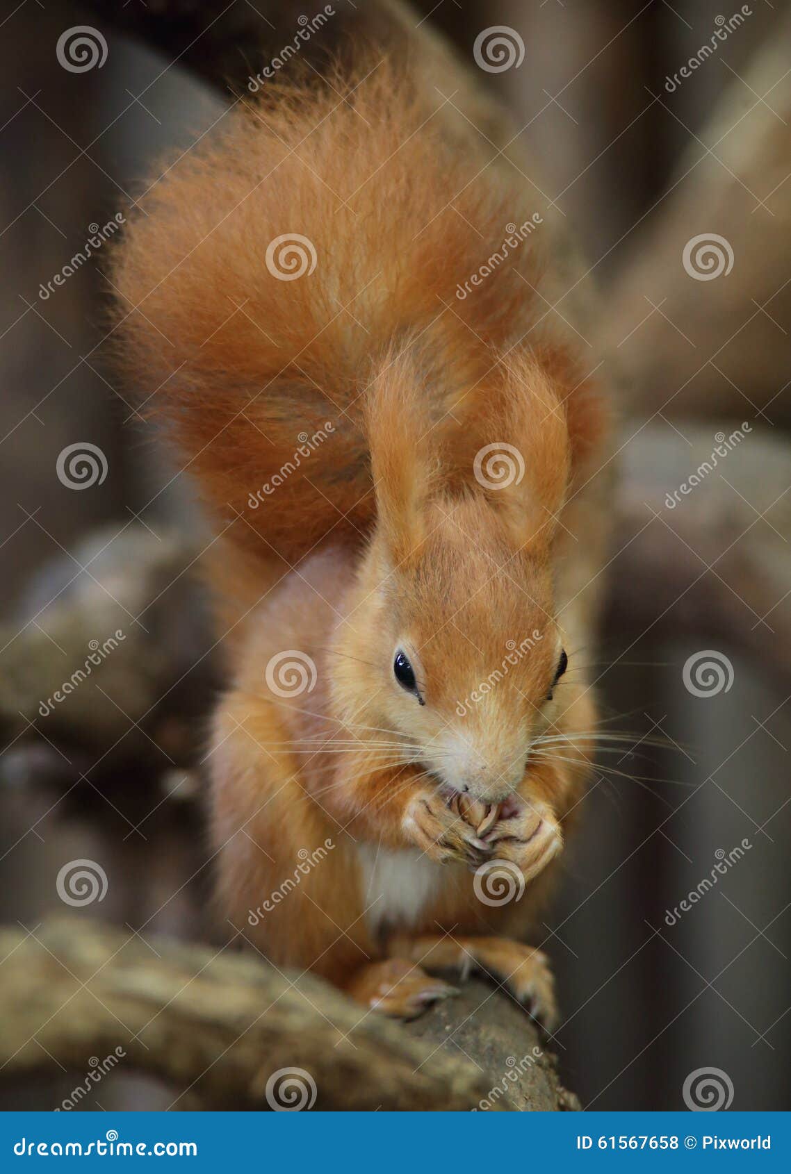 A cute little red squirrel