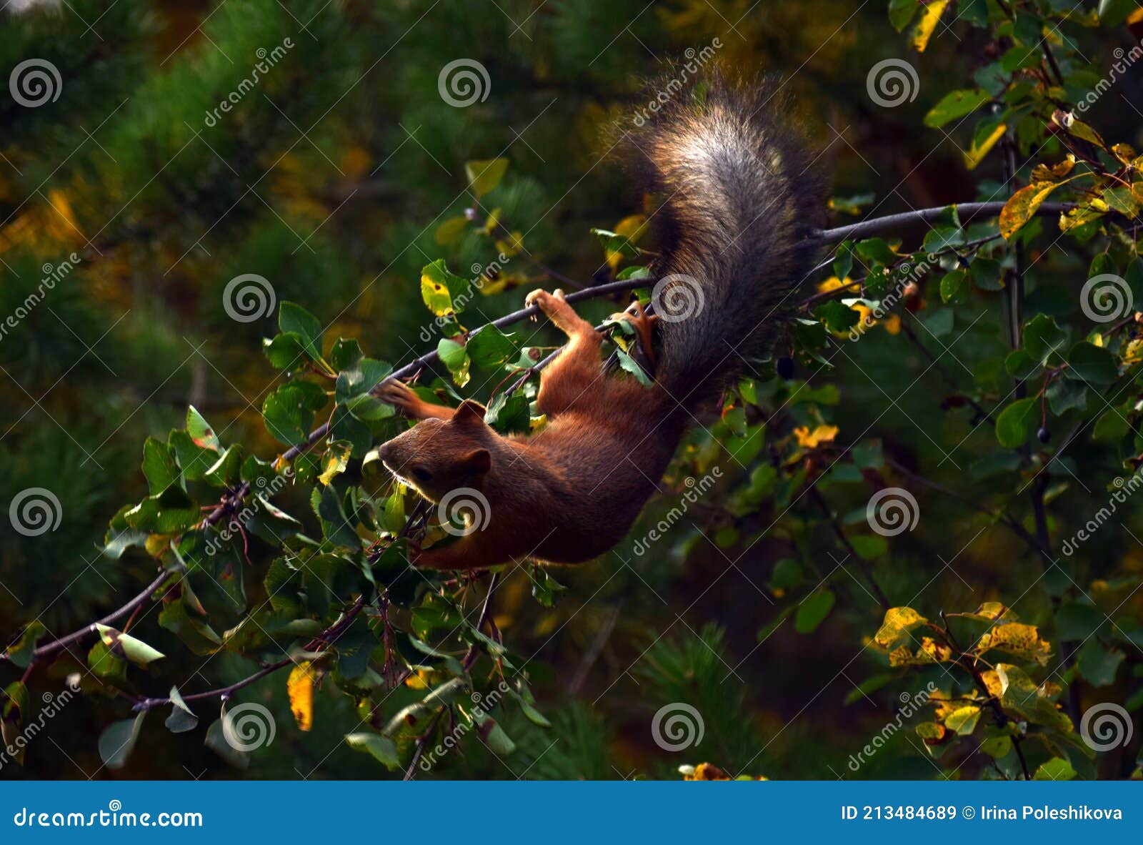 Squirrel Eating Berries on a Tree Stock Image Image of shadberry, food 213484689
