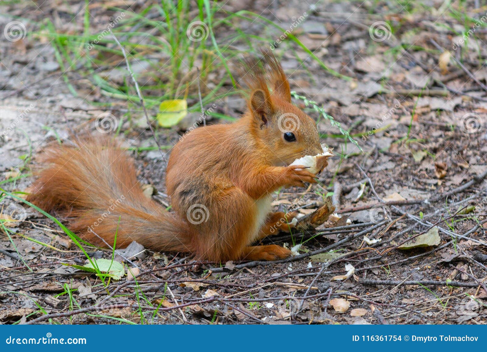 Red Squirrel Eating Bread in the Park Stock Photo Image of grass
