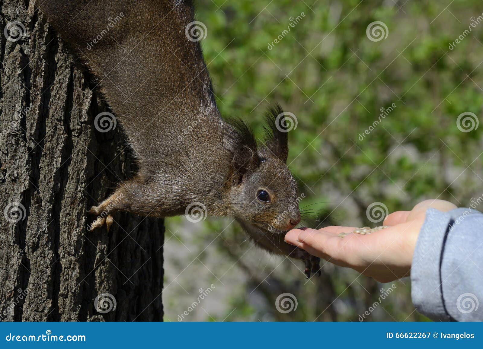 squirrel food squirrel food