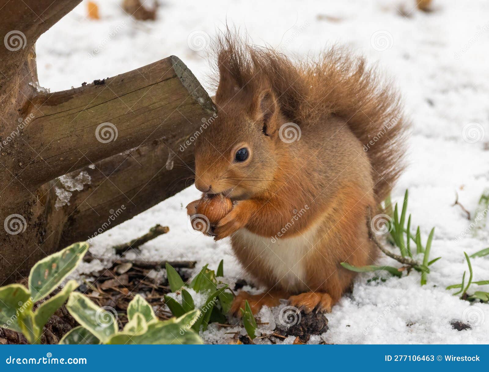 Red Squirrel Eating a Hazelnut Stock Image Image of creature, fauna