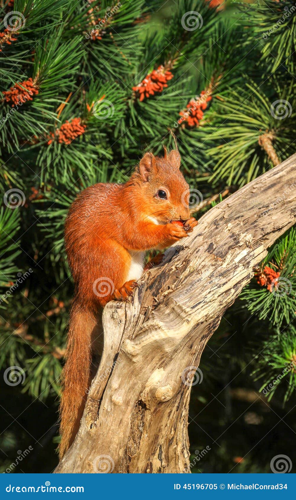 Red Squirrel Eating A Hazelnut Stock Photo  Image: 45196705