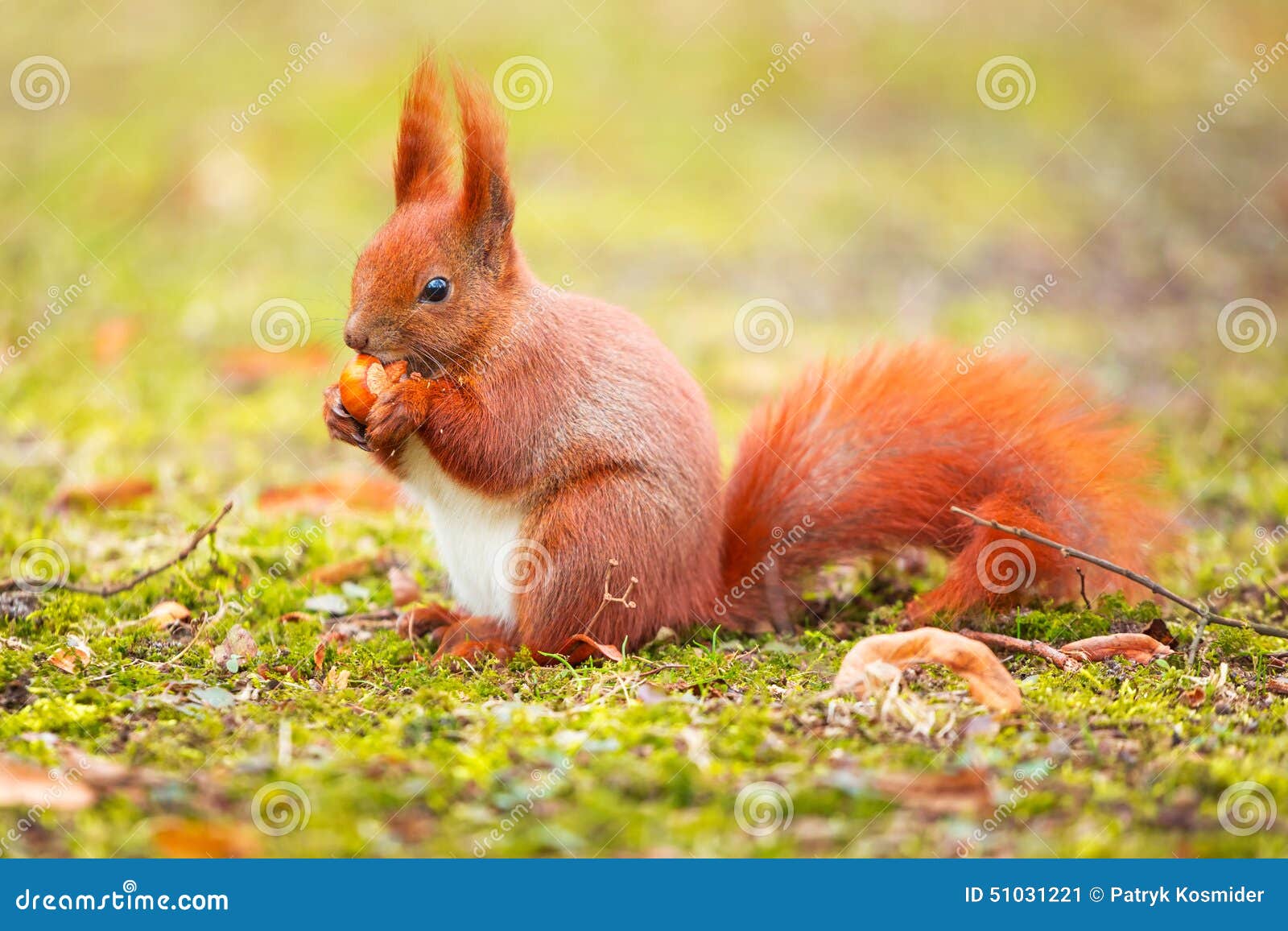 Red Squirrel Eating Hazelnut Stock Image Image of mammal, portrait