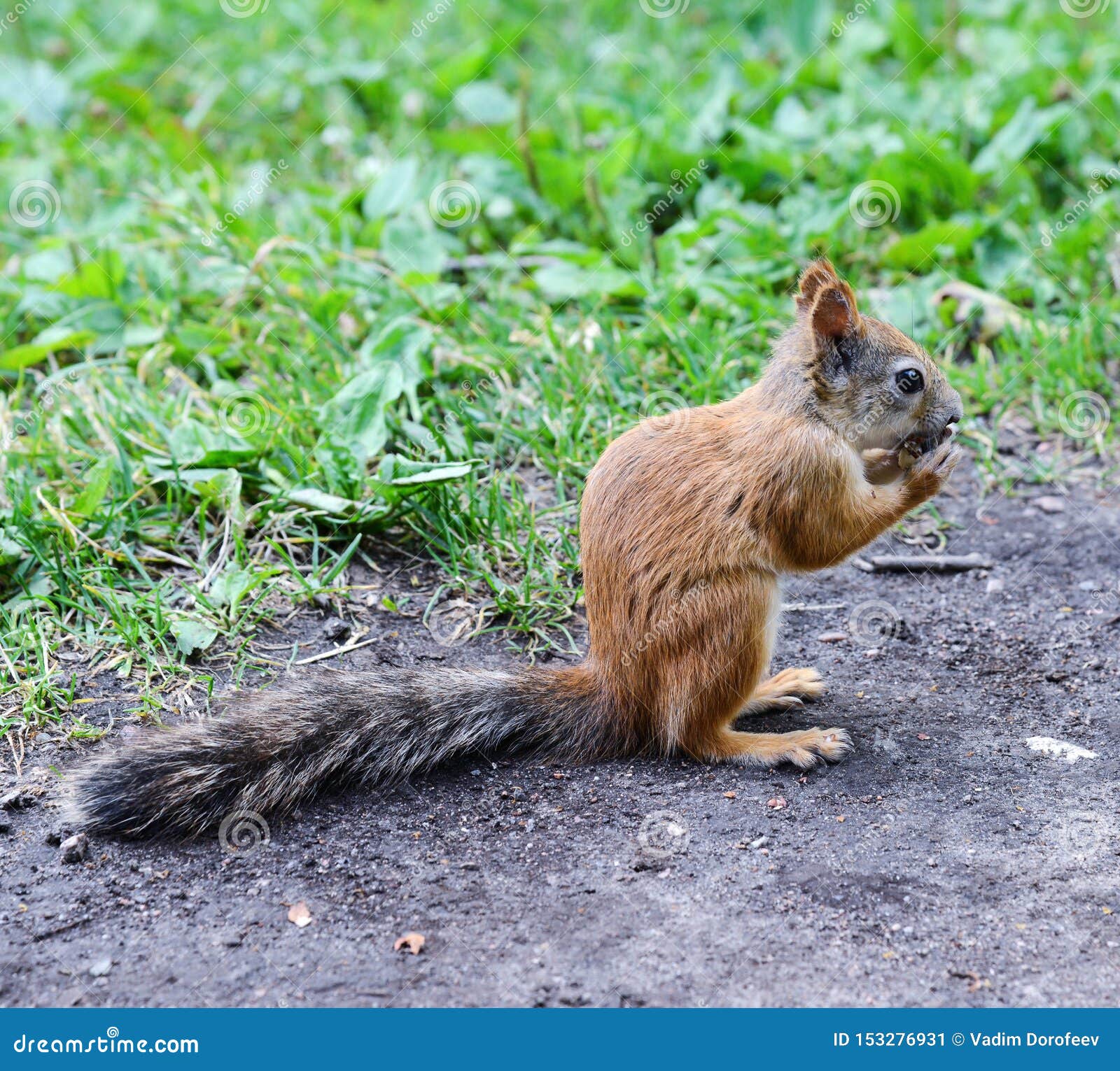 Red Squirrel Eating a Nut on the Path in the Park Stock Image Image