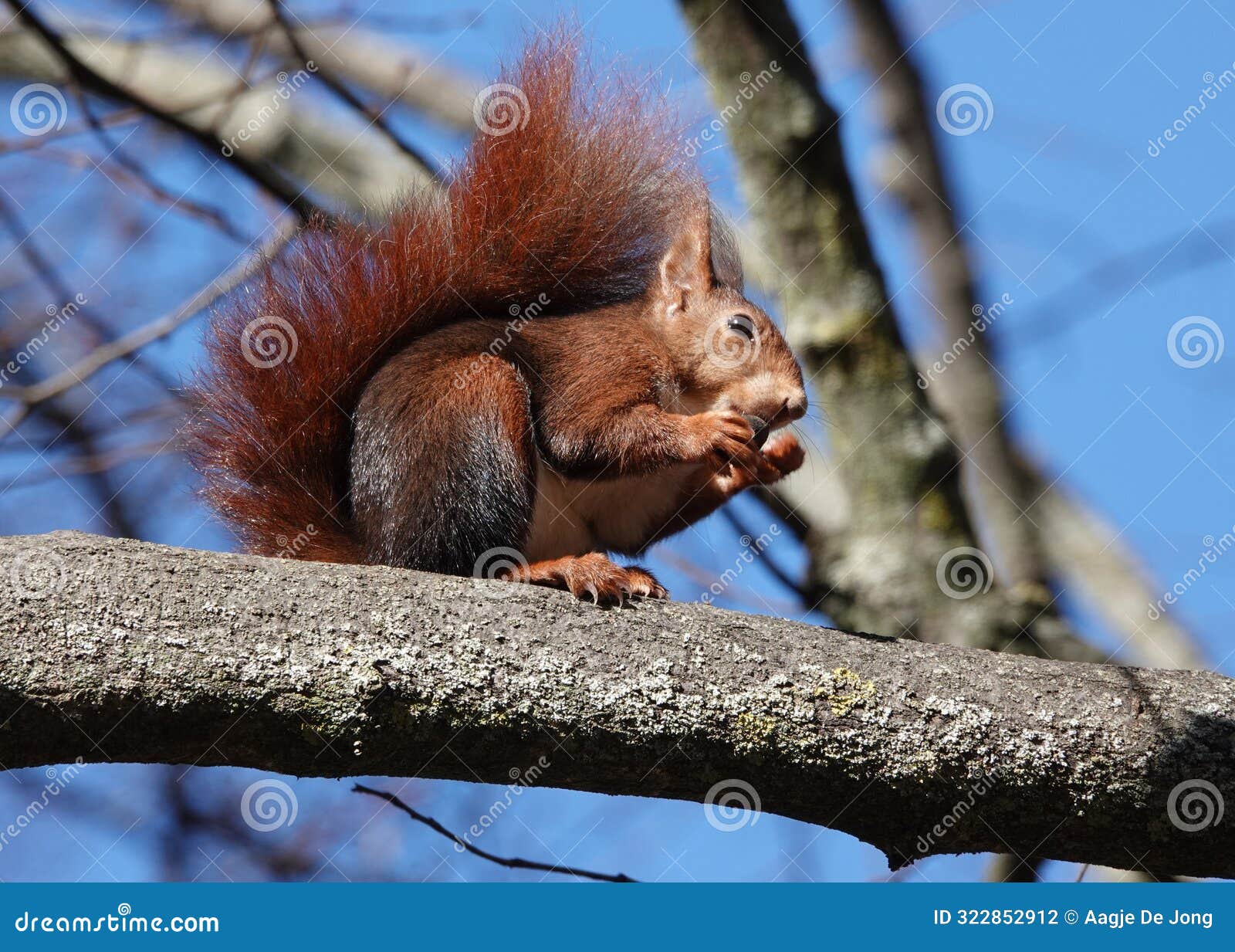 red squirrel eating a nut in a tree in the prince's garden in aranjuez in spain