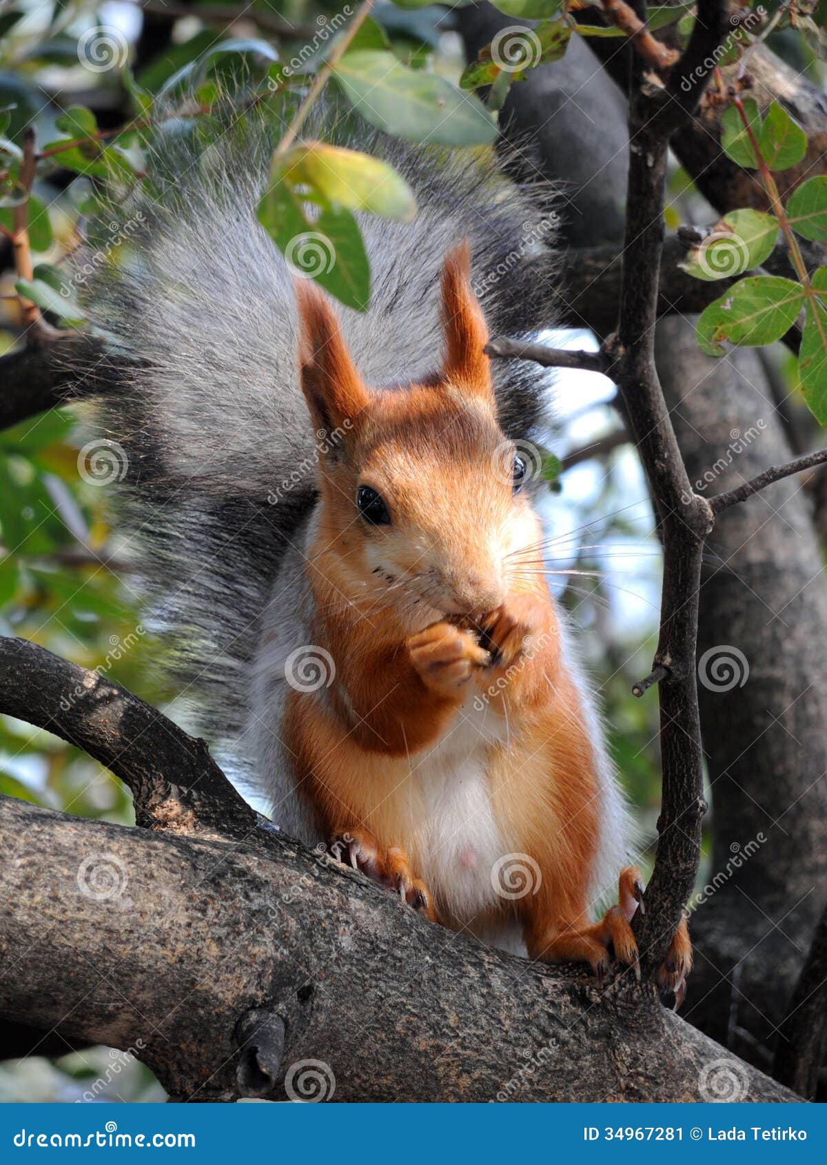Red Squirrel Eating on the Tree Stock Image Image of creature, funny