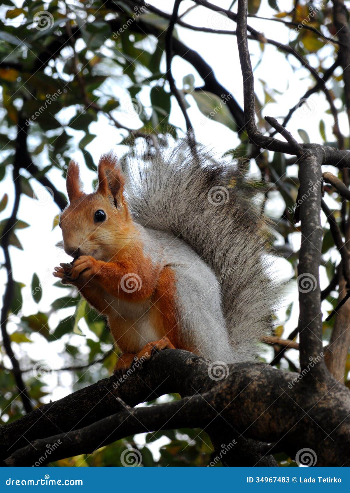 Red Squirrel Eating on the Tree Stock Image Image of alert, creature
