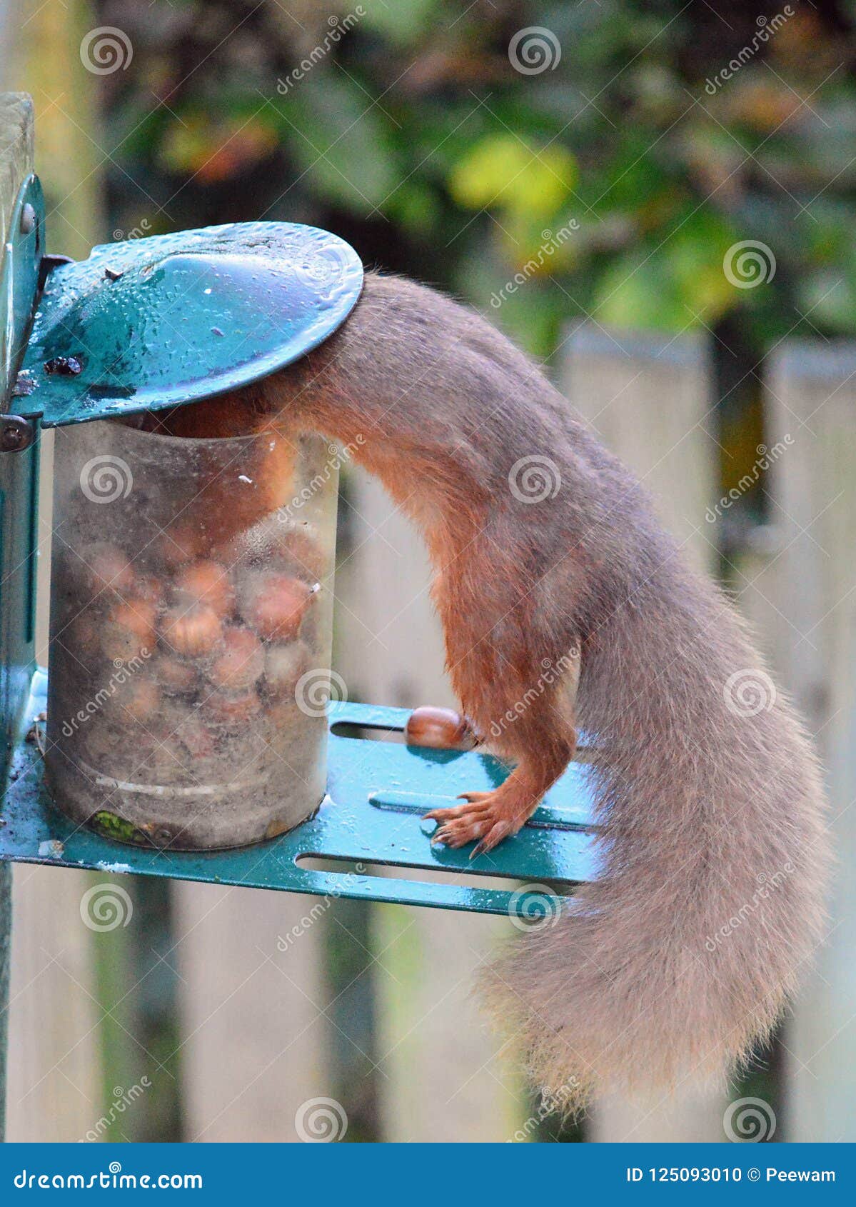 Red Squirrel Eating Acorns England UK Stock Photo Image of acorns, omnivorous 125093010
