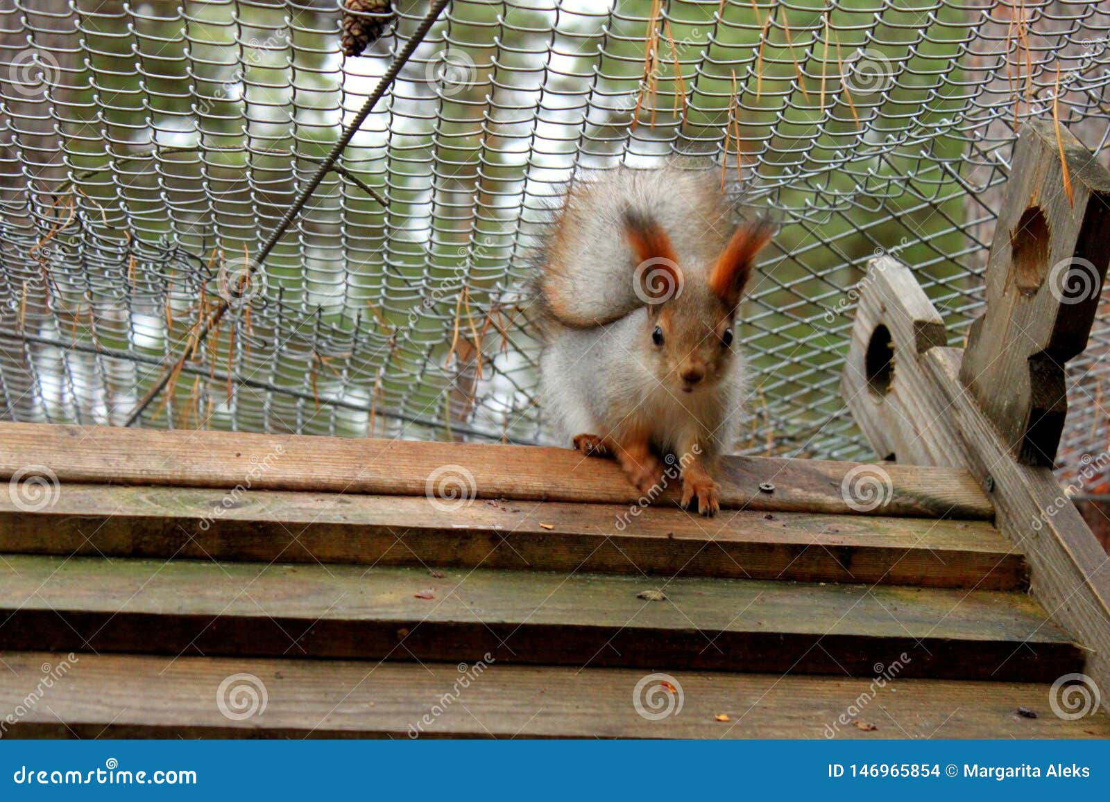 Red Squirrel Sitting in the Cage Stock Photo Image of claws, cute