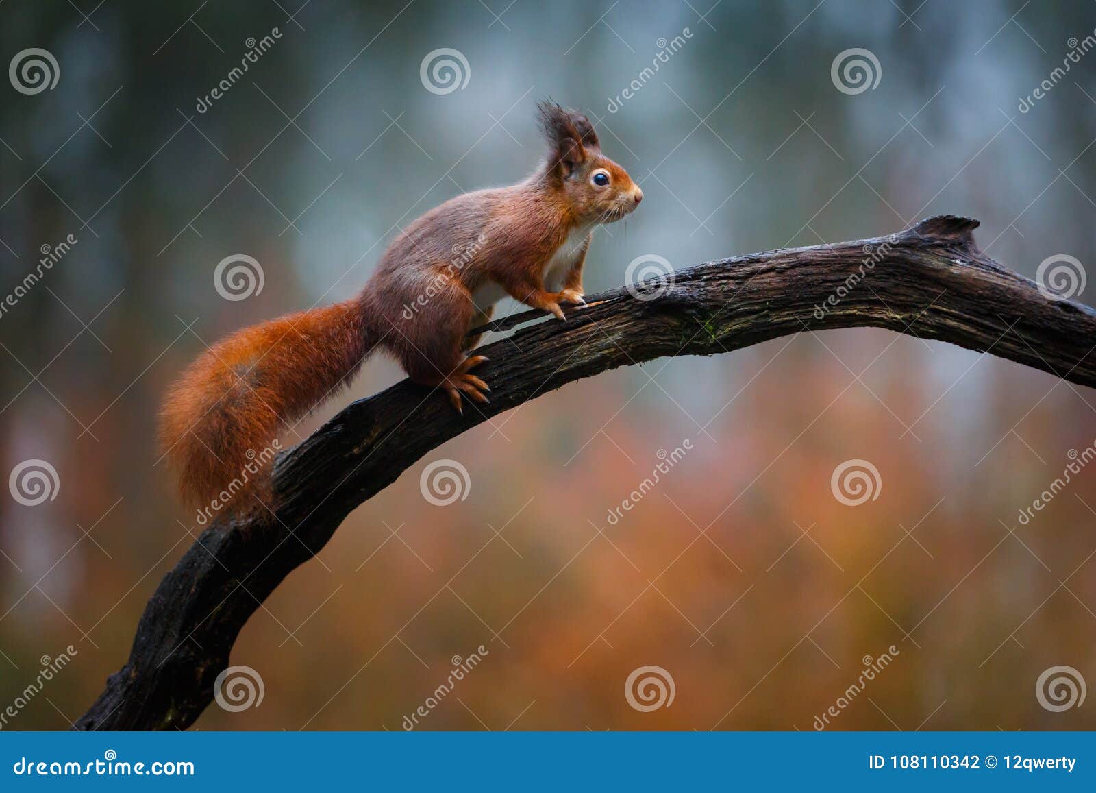 squirrel in forest artoon squirrel in forest artoon