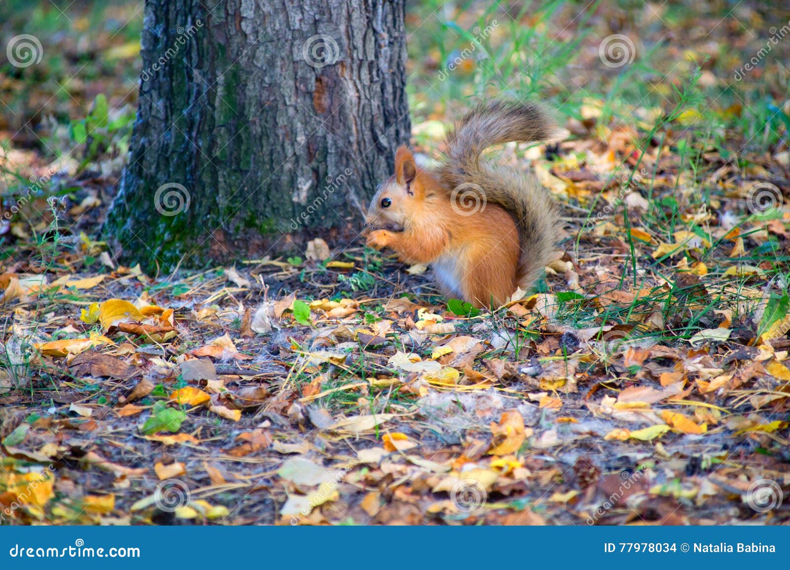 Red Squirrel in the Forest Eating a Hazelnut Stock Photo Image of
