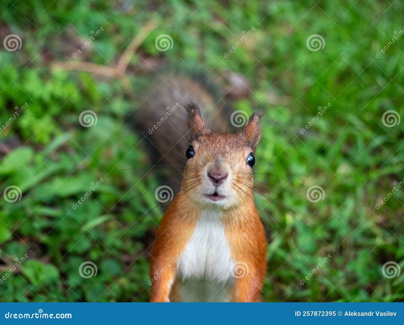 A Red Squirrel Looks into the Lens. Stock Image - Image of close