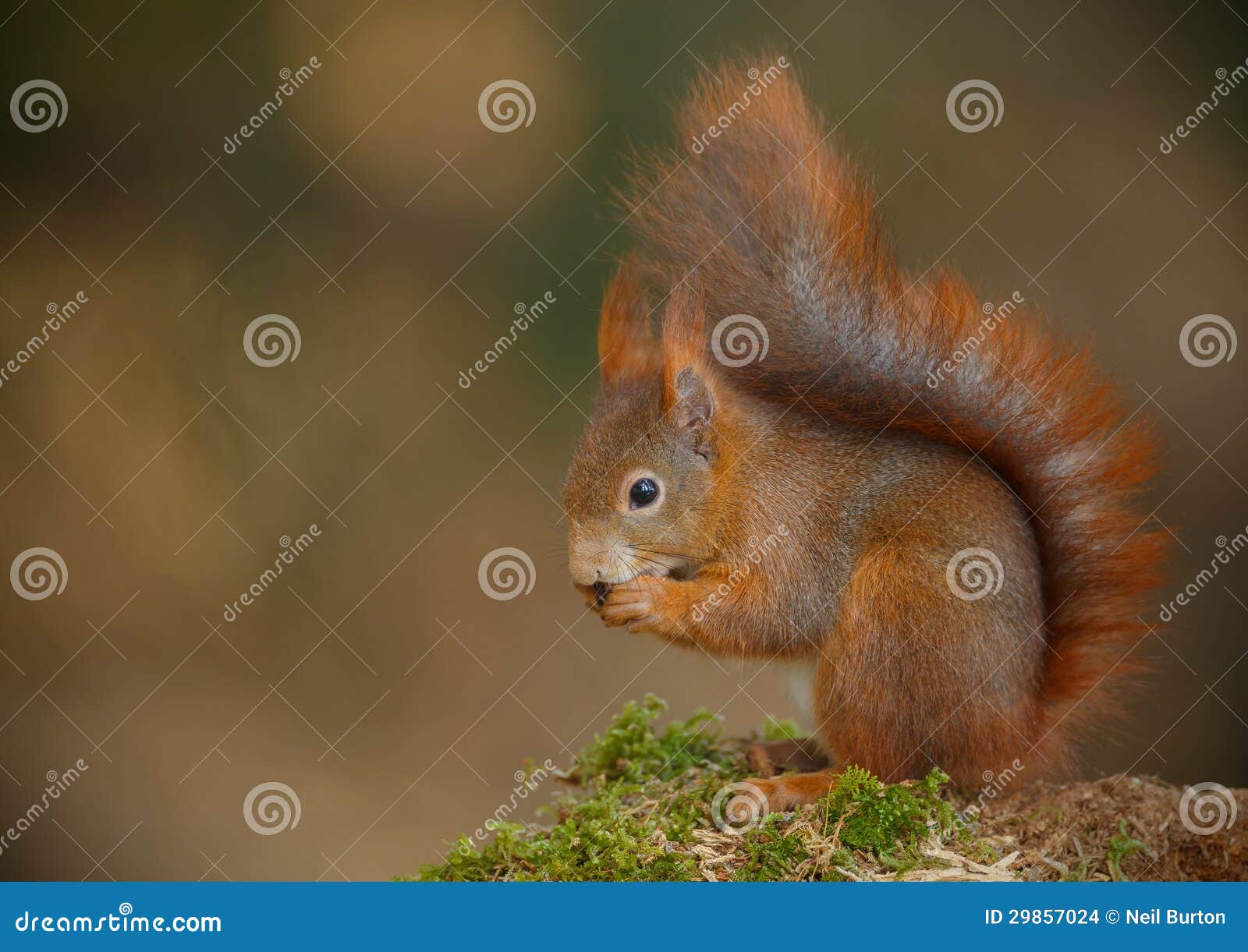 Red Squirrel Opening a Hazel Nut Stock Photo Image of pine, vulgaris
