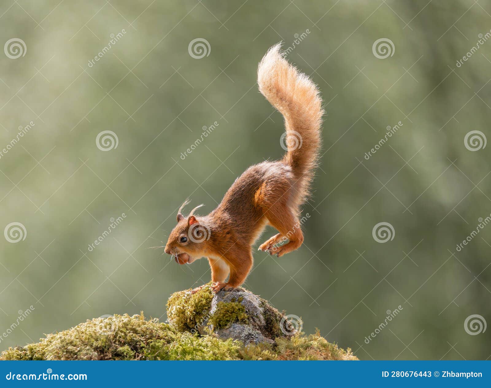 Red squirrel stock image. Image of nose, mammal, field 280676443