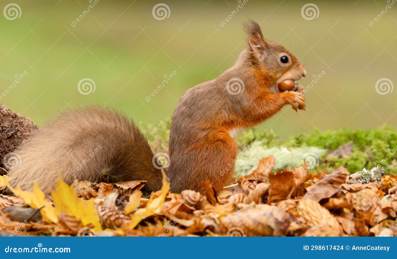 Red Squirrel, Scientific Name, Sciurus Vulgaris, Alert Red Squirrel