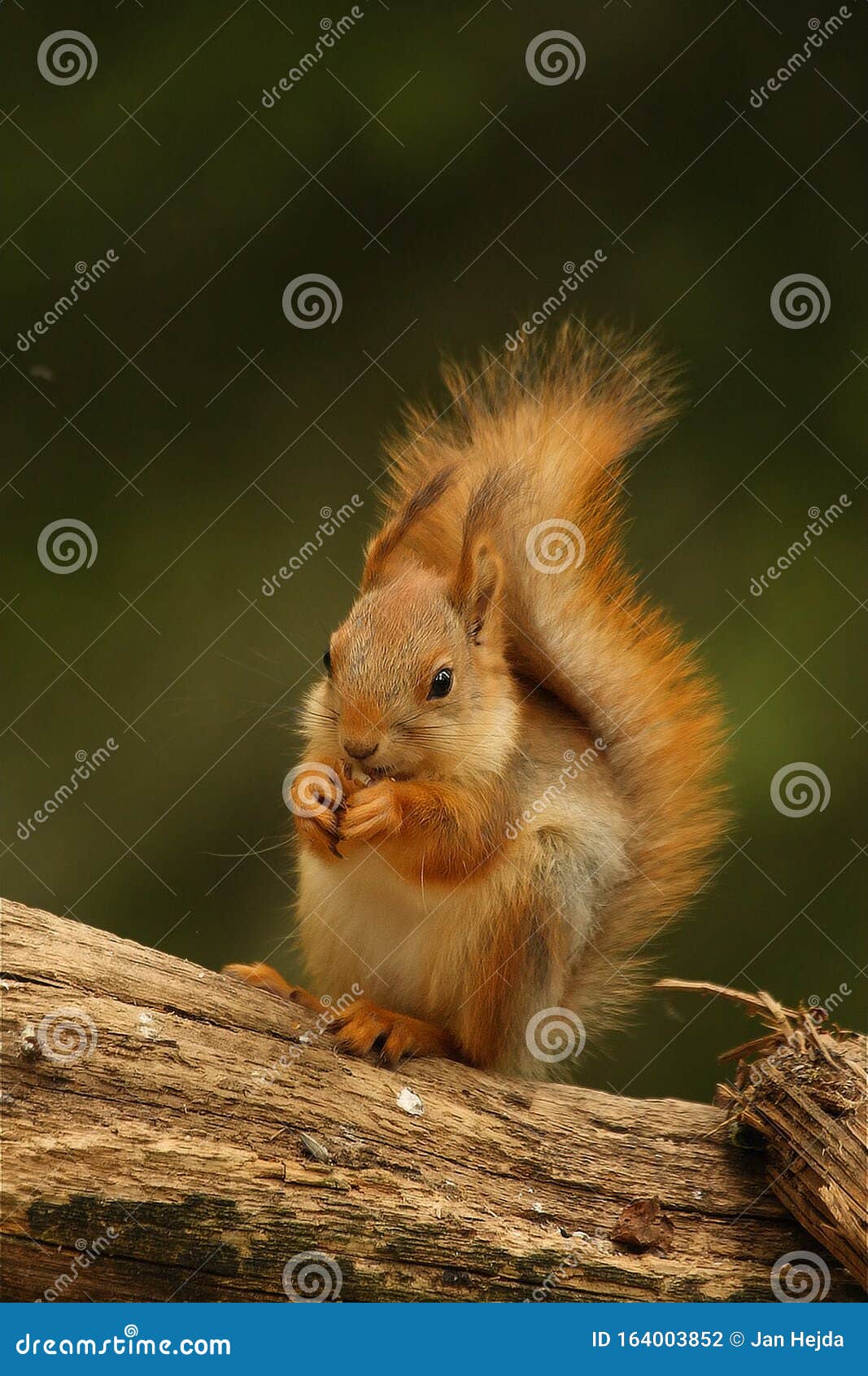 a red squirrel sciurus vulgaris also called eurasian red sguirrel sitting in branch in a green forest.
